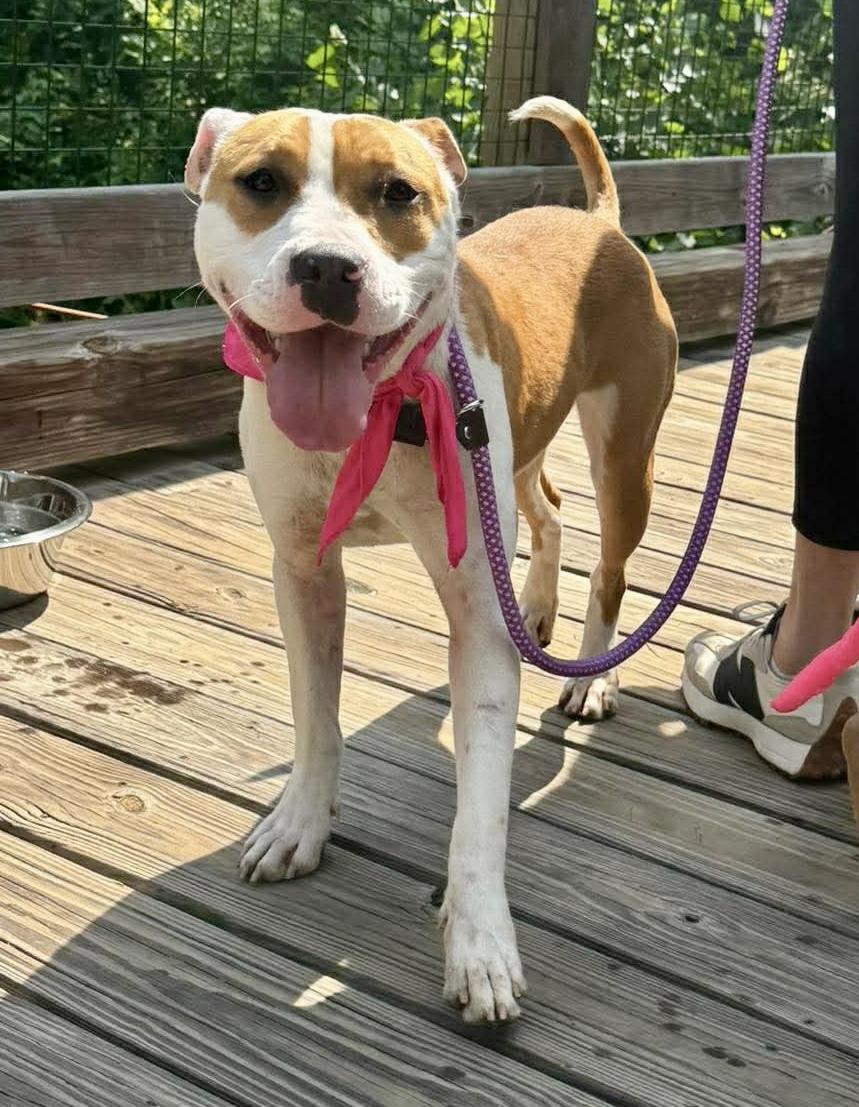 Lillian, an adopted mixed breed in Lancaster, SC image 1/4