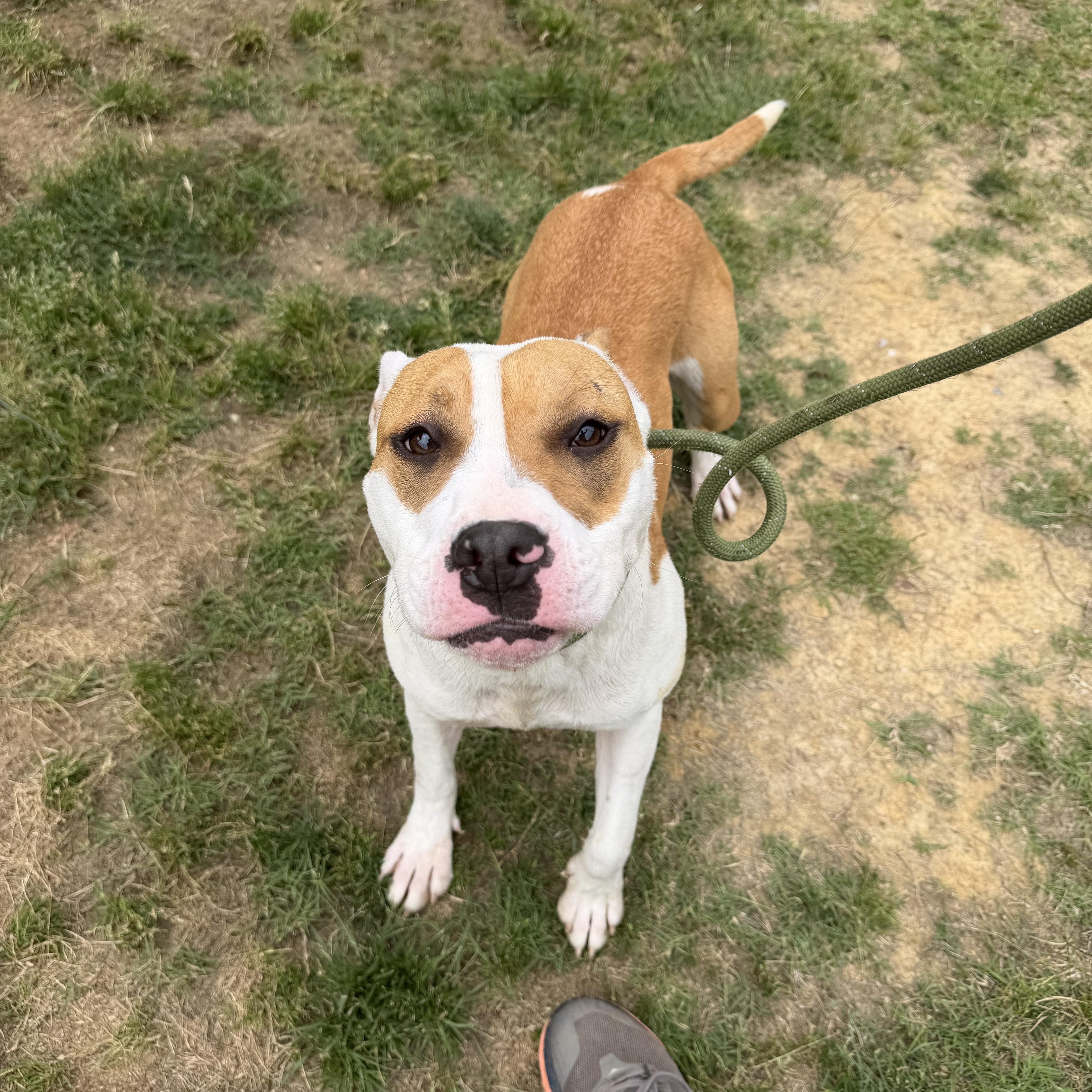 Lillian, an adopted mixed breed in Lancaster, SC image 3/4