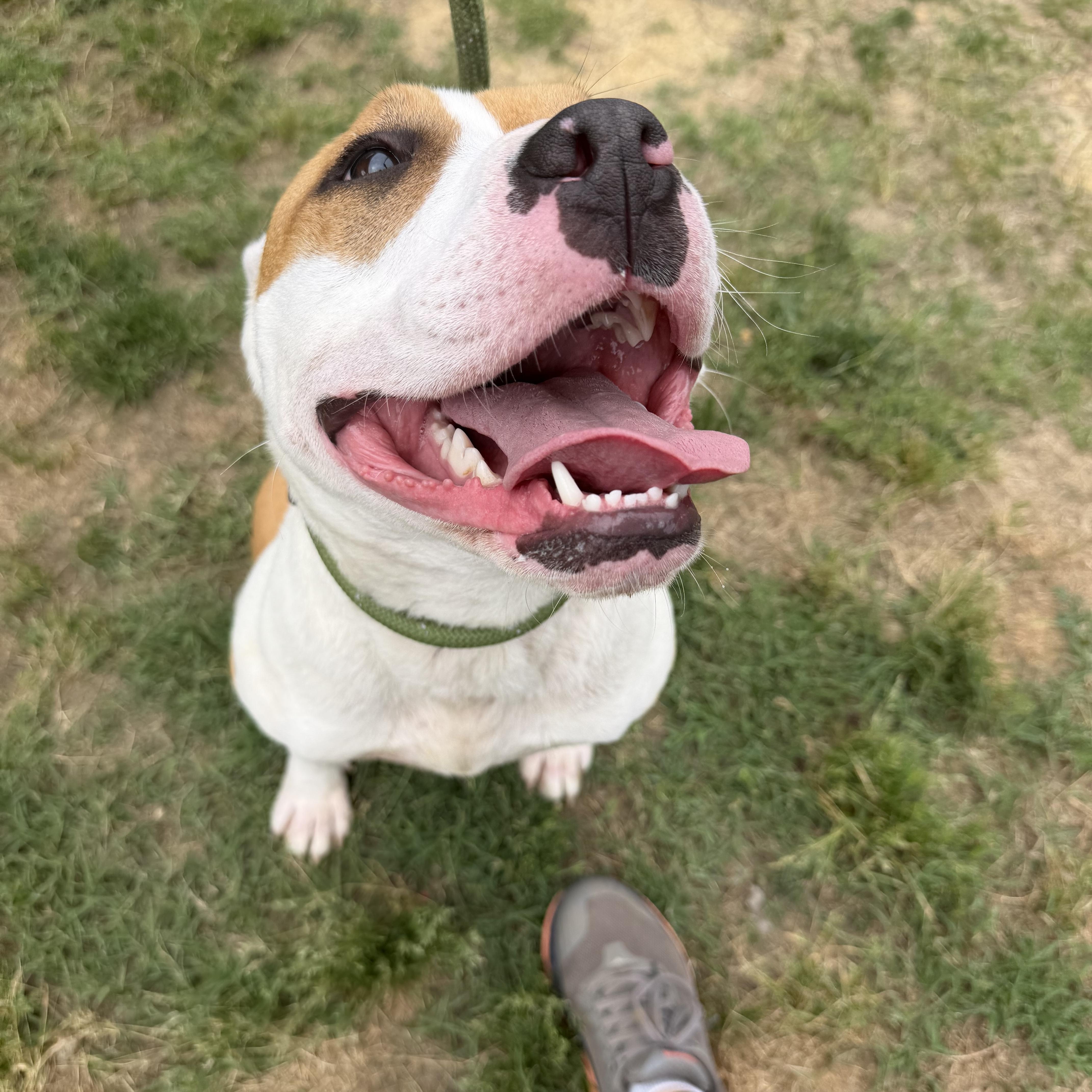 Lillian, an adopted mixed breed in Lancaster, SC image 2/4