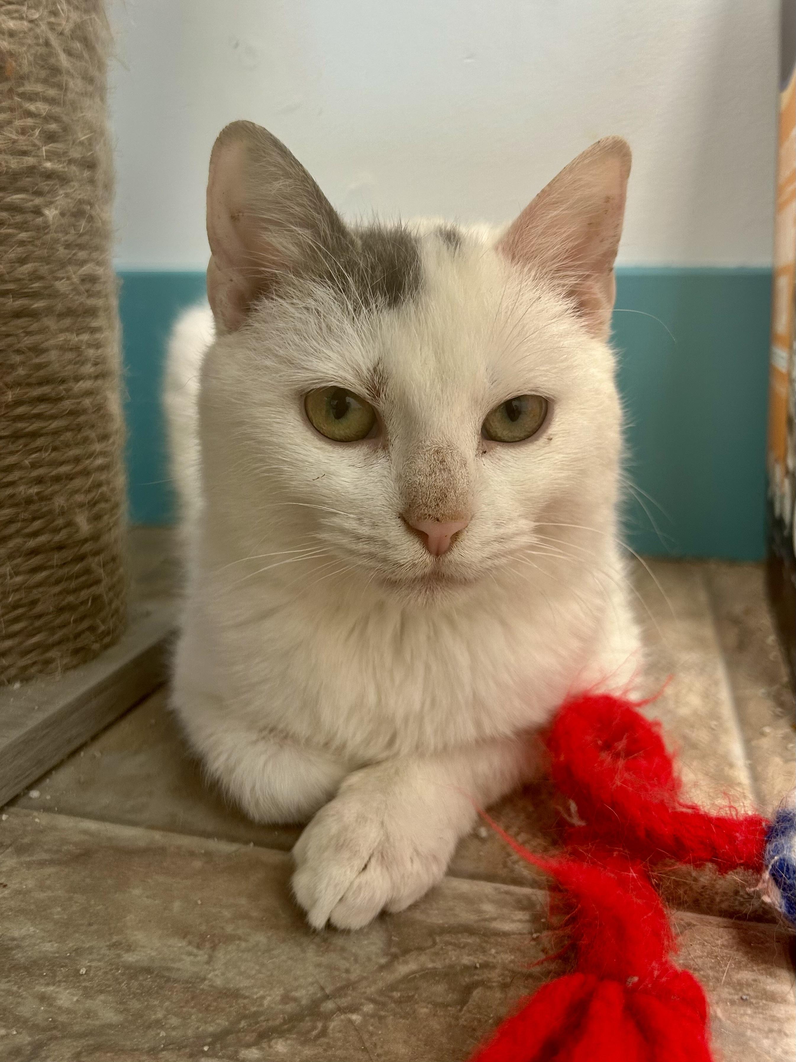 Enlarge Pinto, an adoptable Domestic Short Hair in Grand Rapids, MI image 1/6