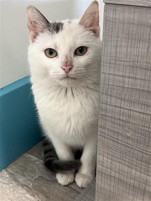 Enlarge Pinto, an adoptable Domestic Short Hair in Grand Rapids, MI image 3/6