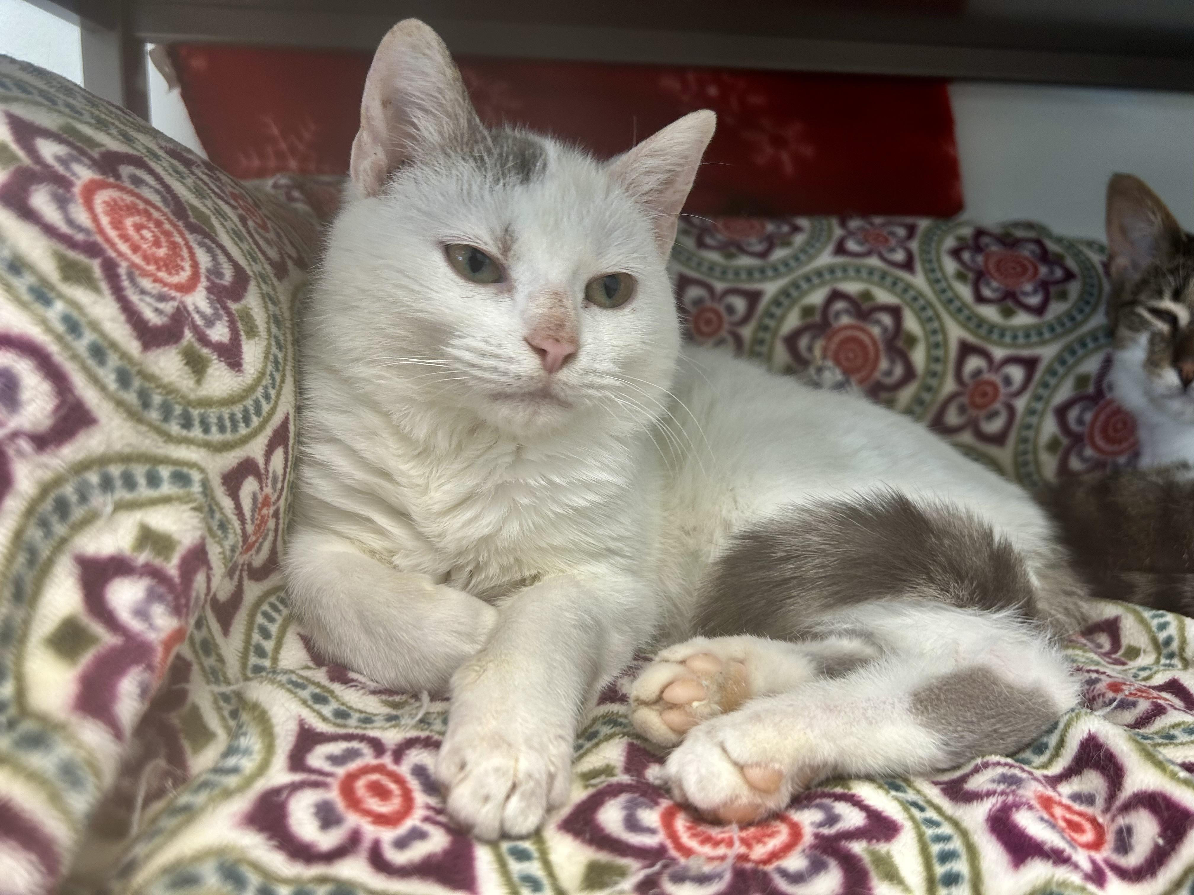 Enlarge Pinto, an adoptable Domestic Short Hair in Grand Rapids, MI image 6/6