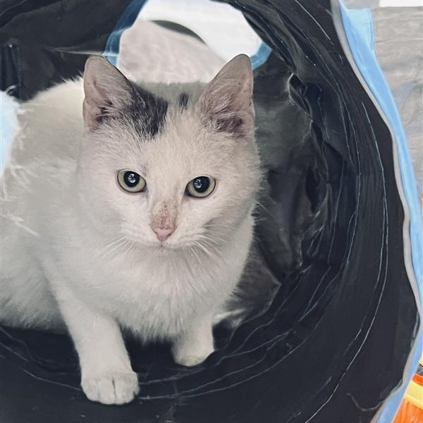 Enlarge Pinto, an adoptable Domestic Short Hair in Grand Rapids, MI image 2/6