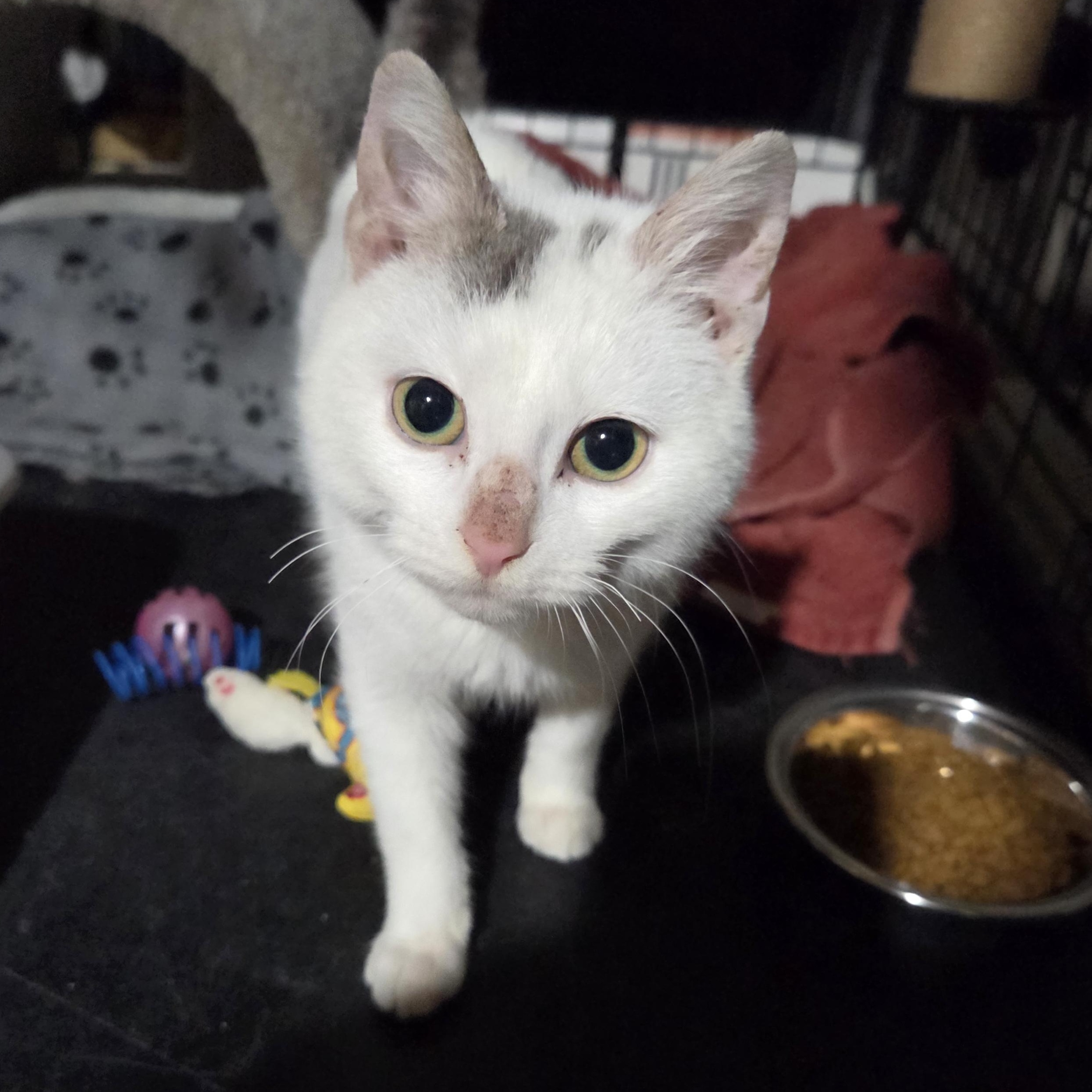 Enlarge Pinto, an adoptable Domestic Short Hair in Grand Rapids, MI image 4/6