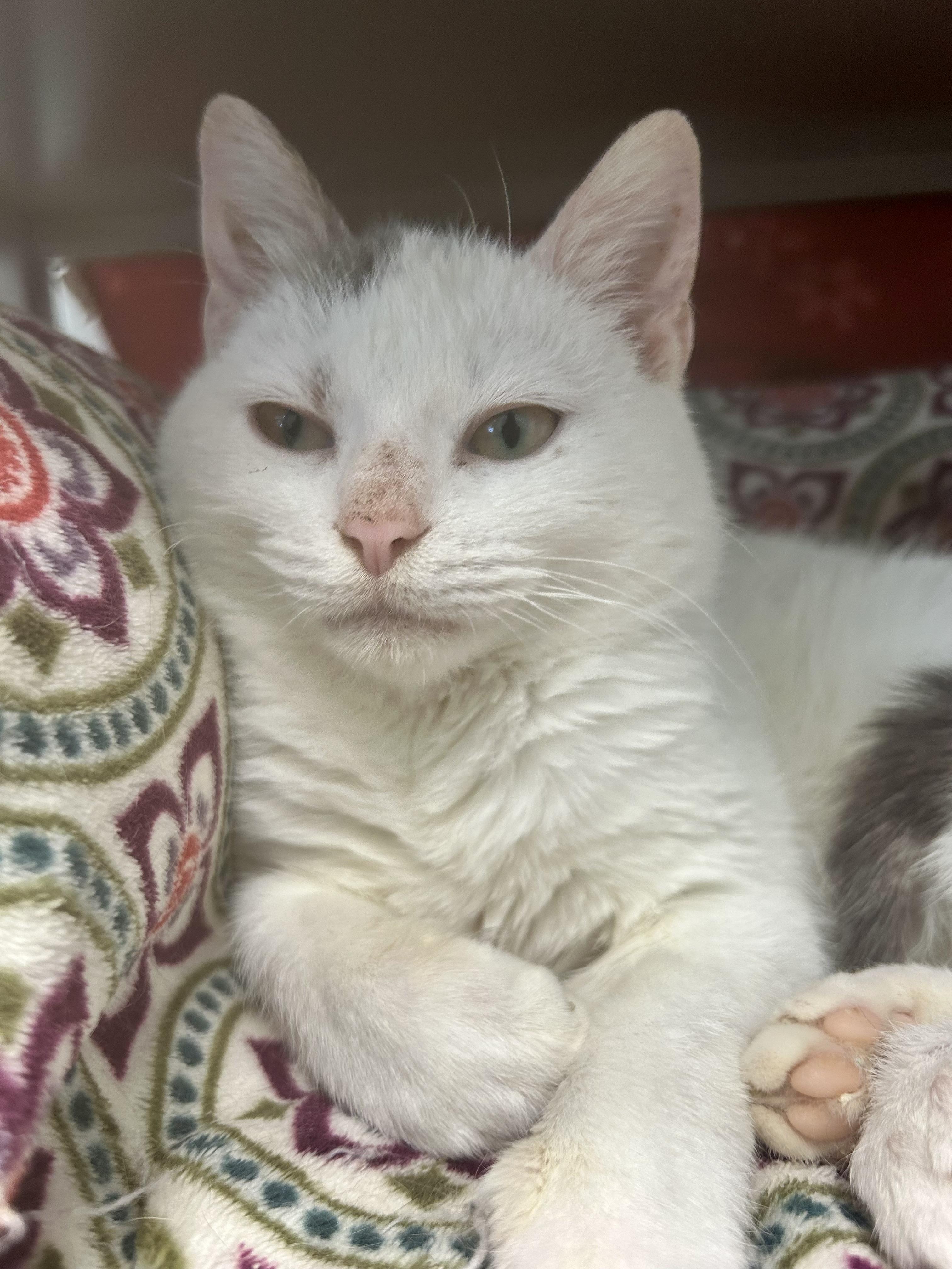 Enlarge Pinto, an adoptable Domestic Short Hair in Grand Rapids, MI image 5/6