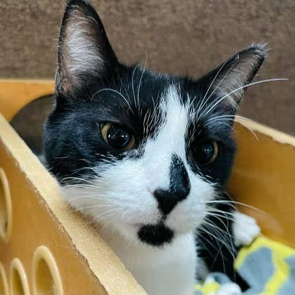 Oreo, Adoptable, Young Female Domestic Short Hair & Domestic Short Hair.