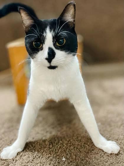 Enlarge Oreo, a Adoptable Domestic Short Hair in River Ridge, LA image 2/3