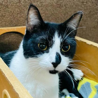 Enlarge Oreo, a Adoptable Domestic Short Hair in River Ridge, LA image 3/3