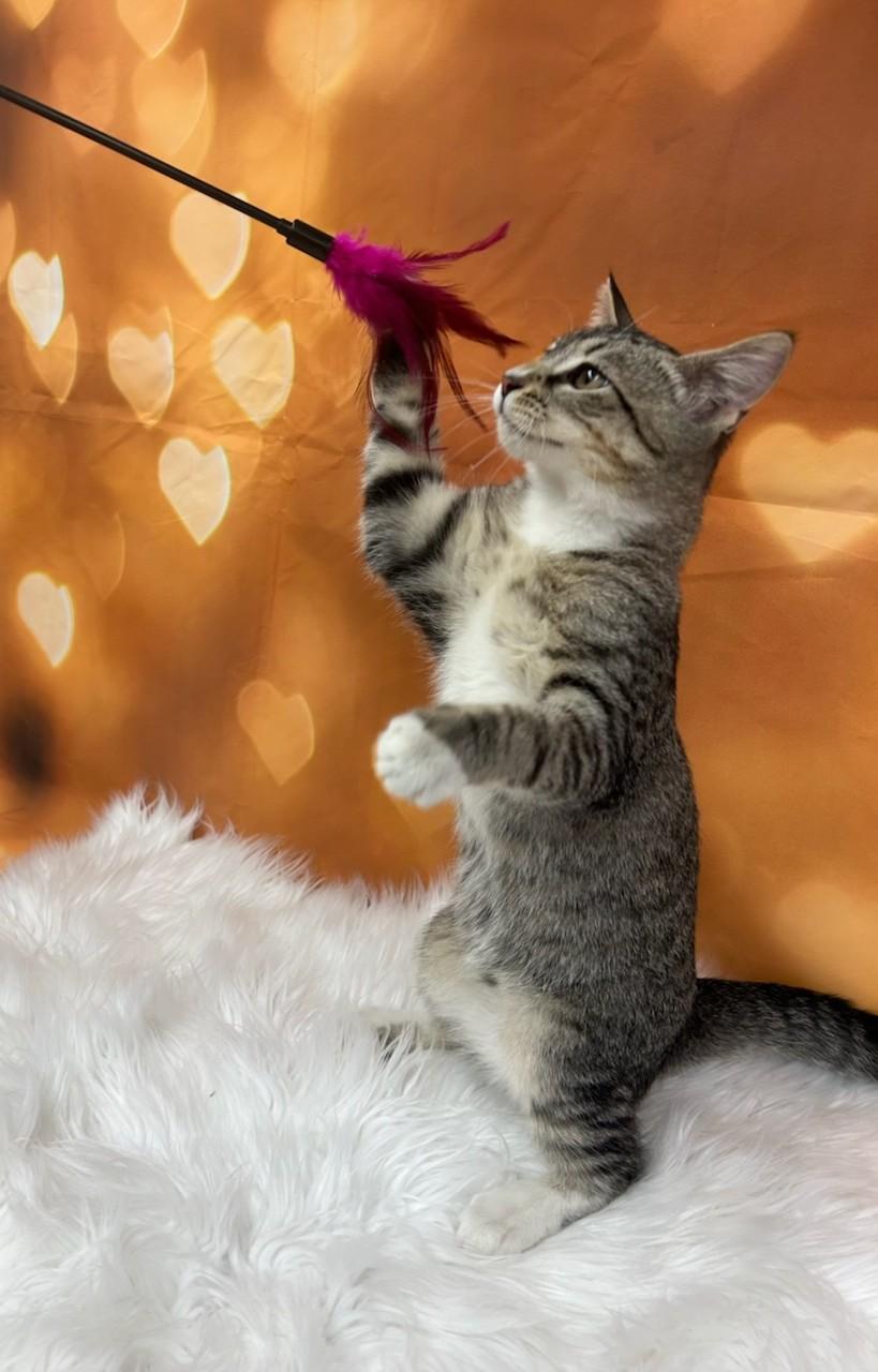 Kid Rock, an adoptable Domestic Short Hair in Union Gap, WA, 98903 | Photo Image 2