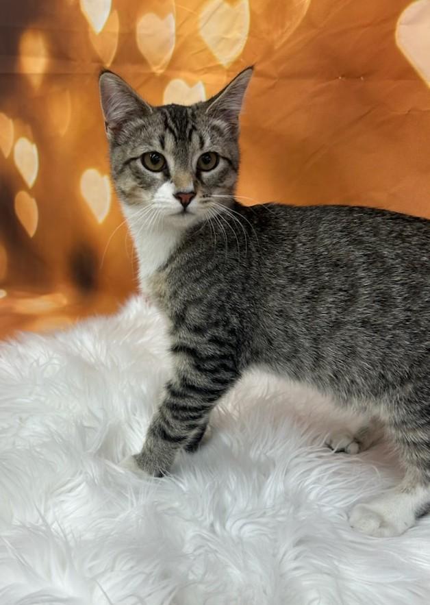 Kid Rock, an adoptable Domestic Short Hair in Union Gap, WA, 98903 | Photo Image 1