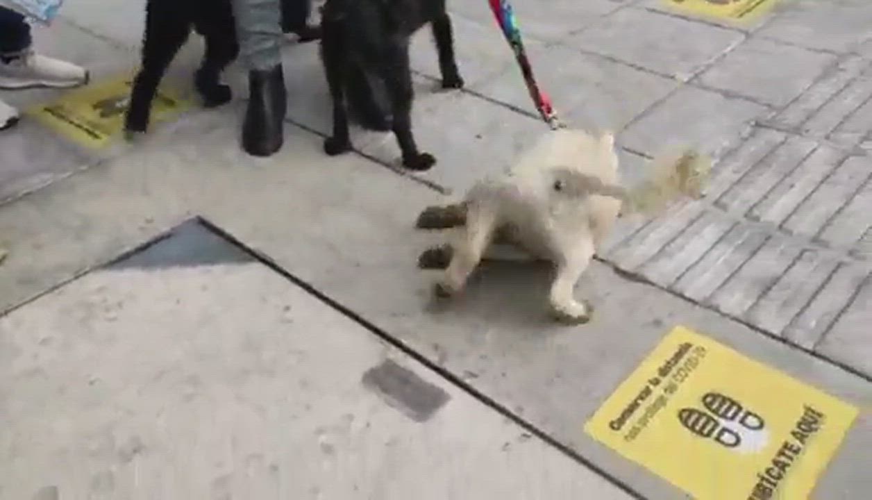 Enlarge Steven , a Adopted mixed breed in Concord, ON video 6/11