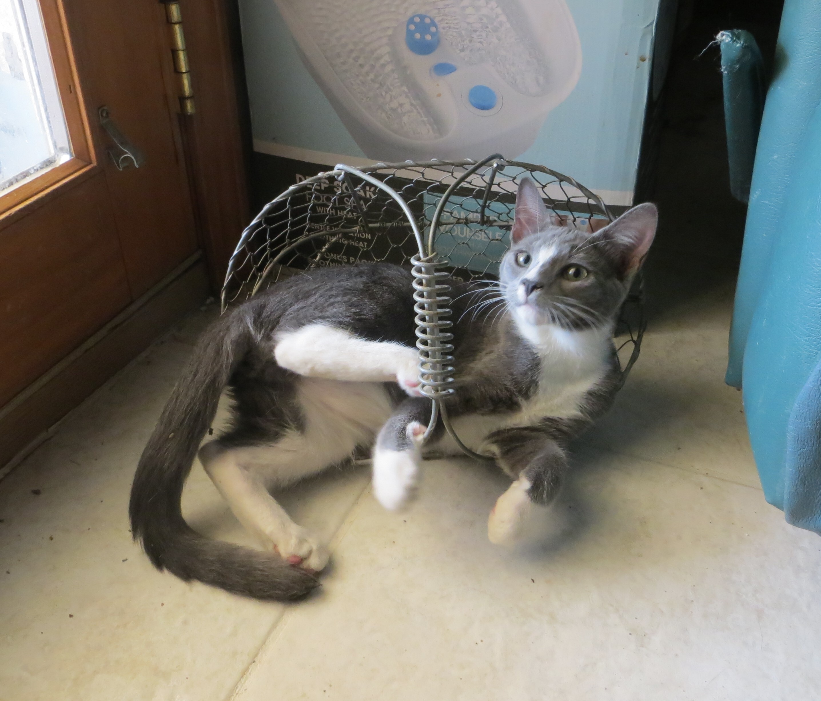 Enlarge Blaze, a Adoptable Russian Blue in Cottonwood, CA image 1/11