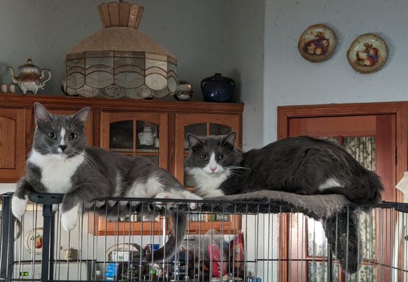 Enlarge Blaze, a Adoptable Russian Blue in Cottonwood, CA image 2/11