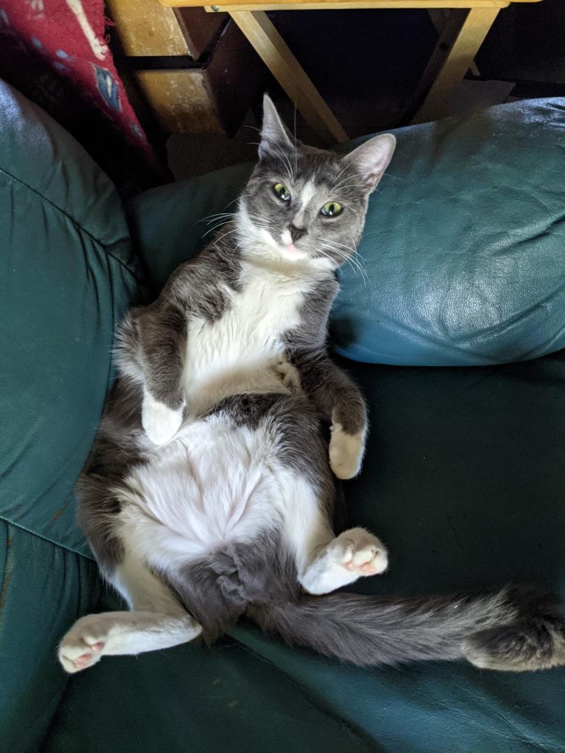 Enlarge Blaze, a Adoptable Russian Blue in Cottonwood, CA image 3/11