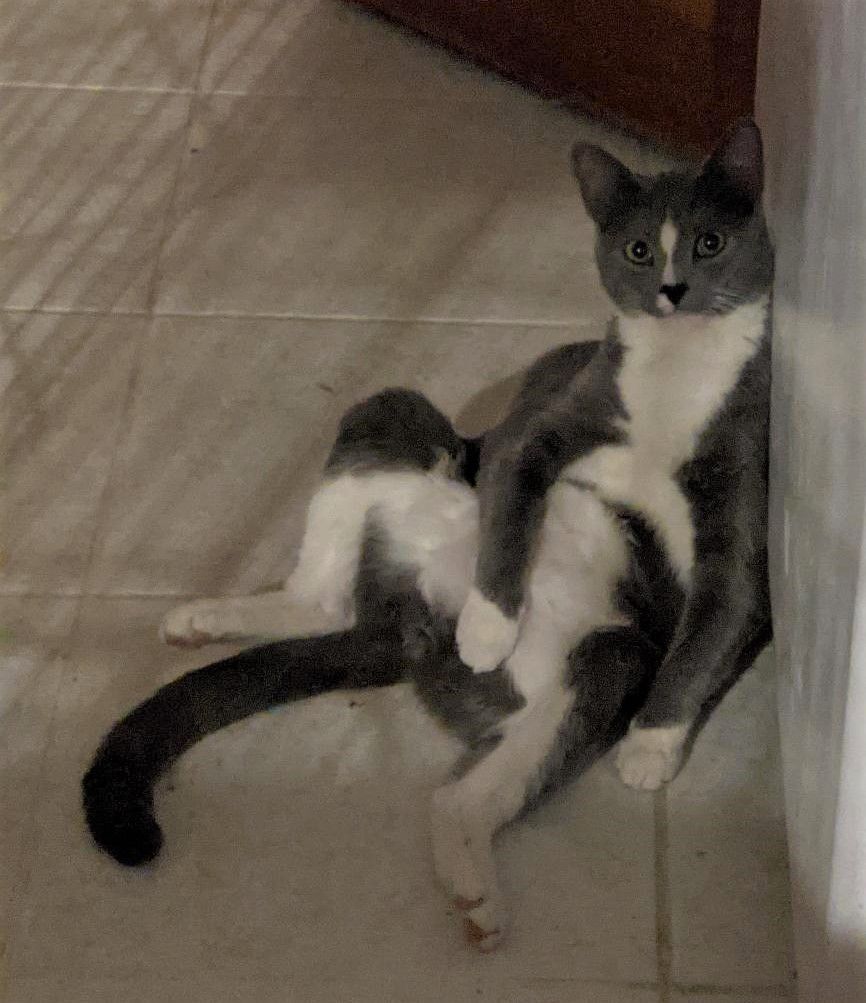 Enlarge Blaze, a Adoptable Russian Blue in Cottonwood, CA image 4/11