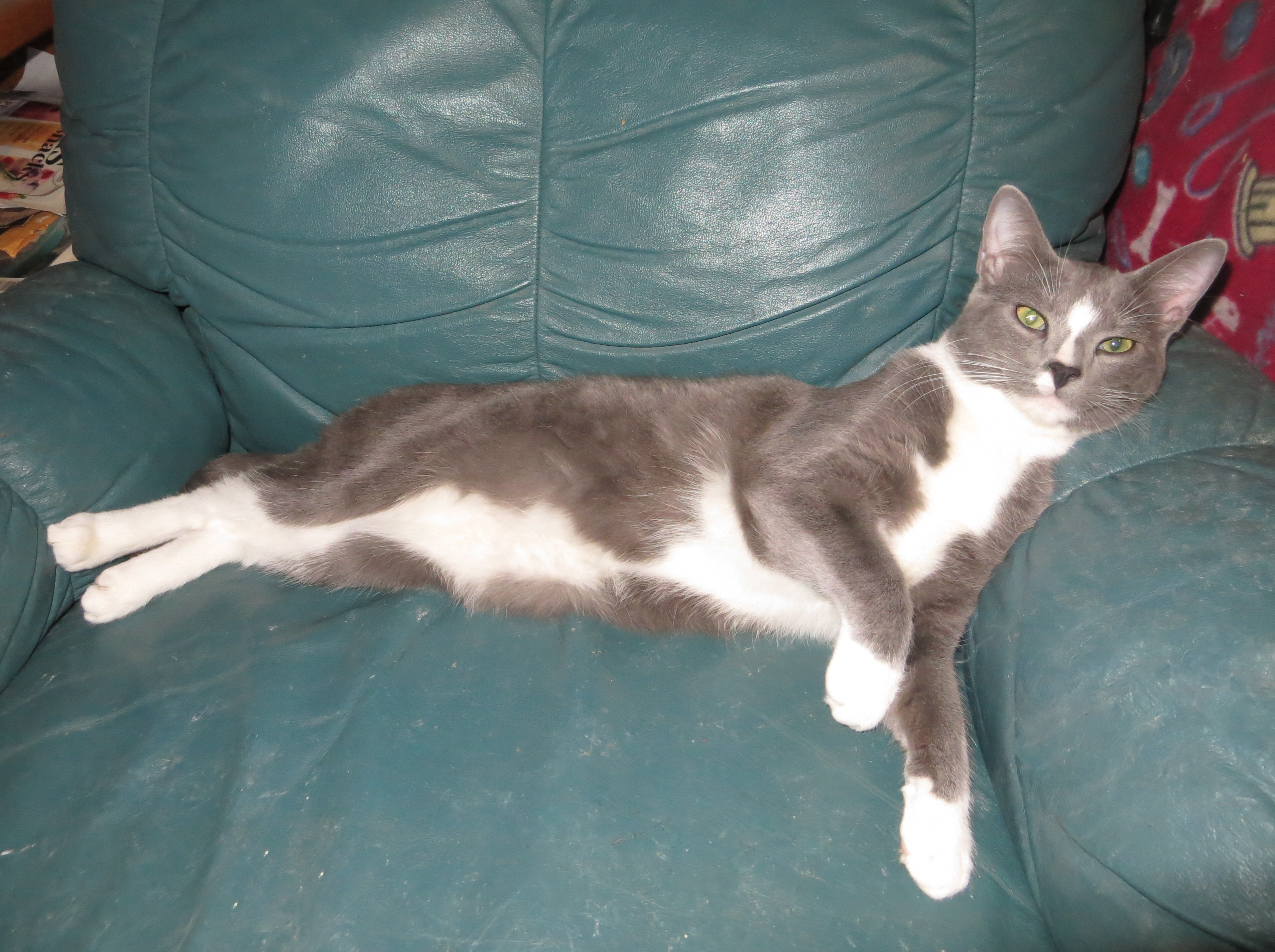 Enlarge Blaze, a Adoptable Russian Blue in Cottonwood, CA image 5/11