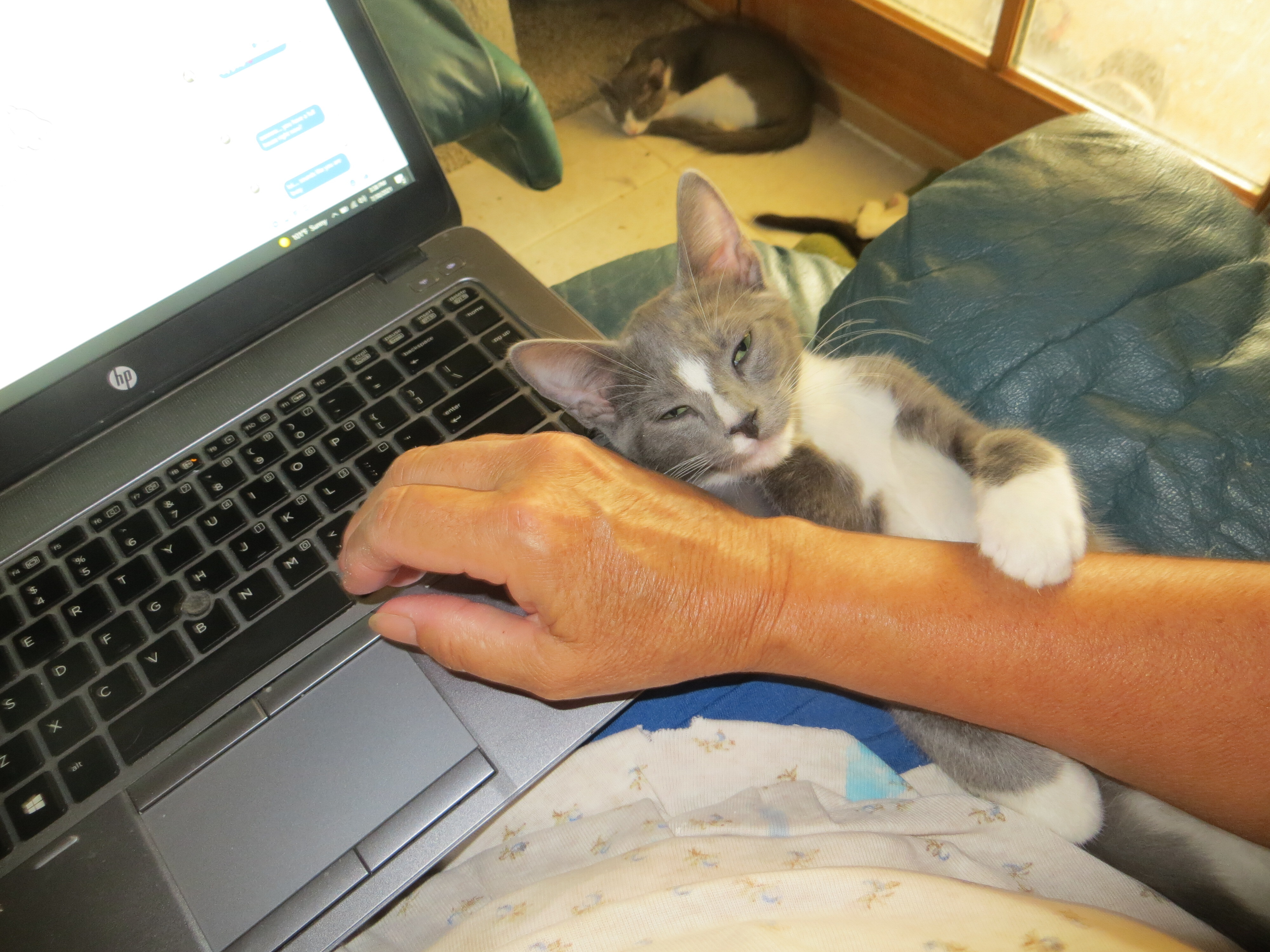 Enlarge Blaze, a Adoptable Russian Blue in Cottonwood, CA image 6/11