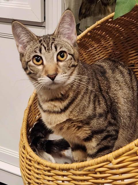 Enlarge Sadie, a ADOPTABLE Domestic Short Hair in Manchester, NH image 1/3