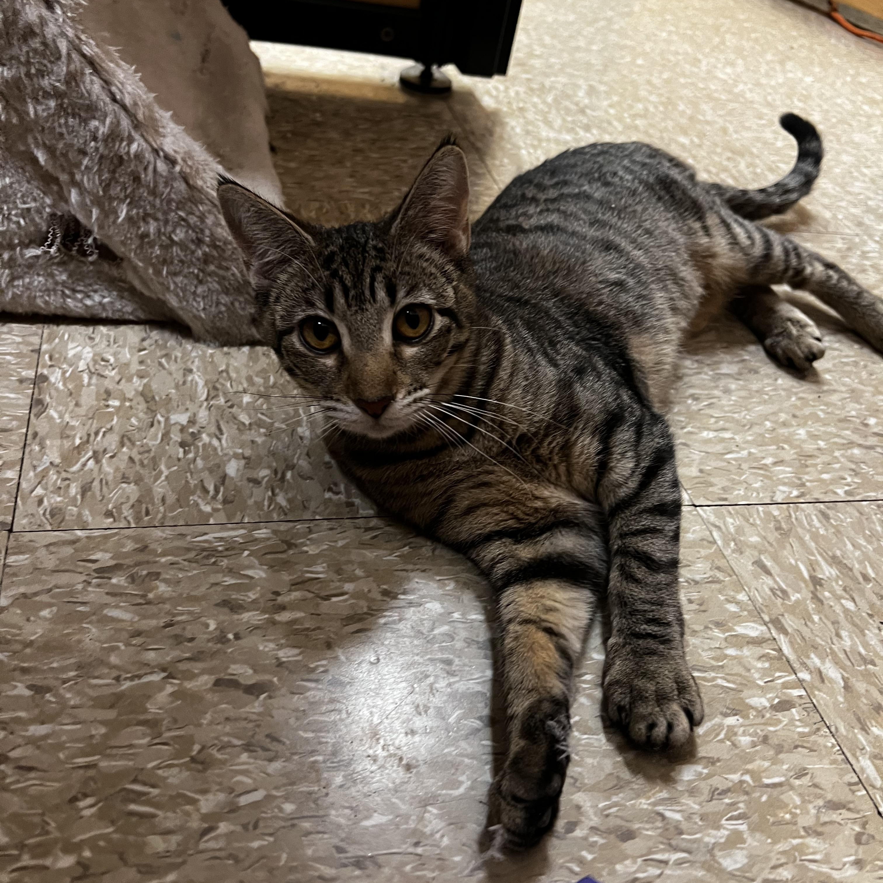 Enlarge Sadie, a ADOPTABLE Domestic Short Hair in Manchester, NH image 2/3