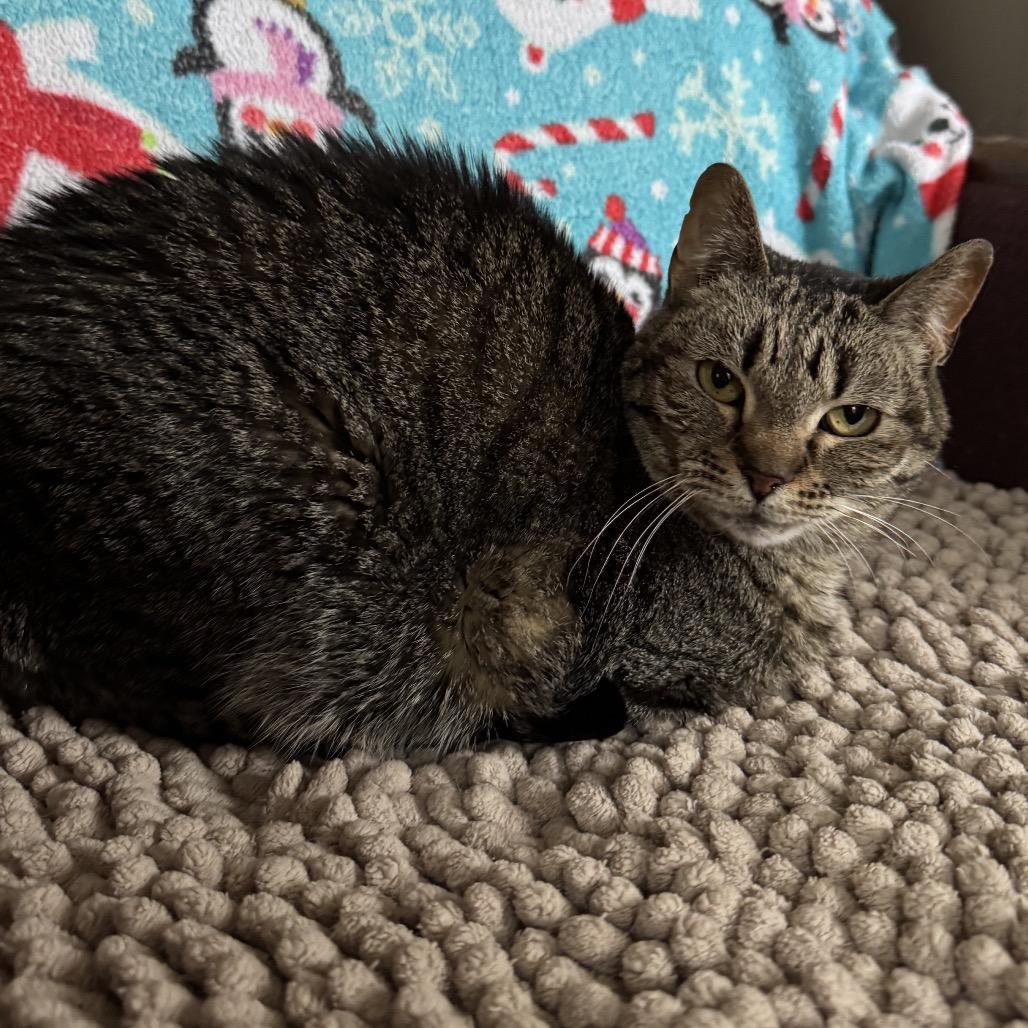 Enlarge Autumn, a Adoptable Tabby in Richland, MI image 3/3
