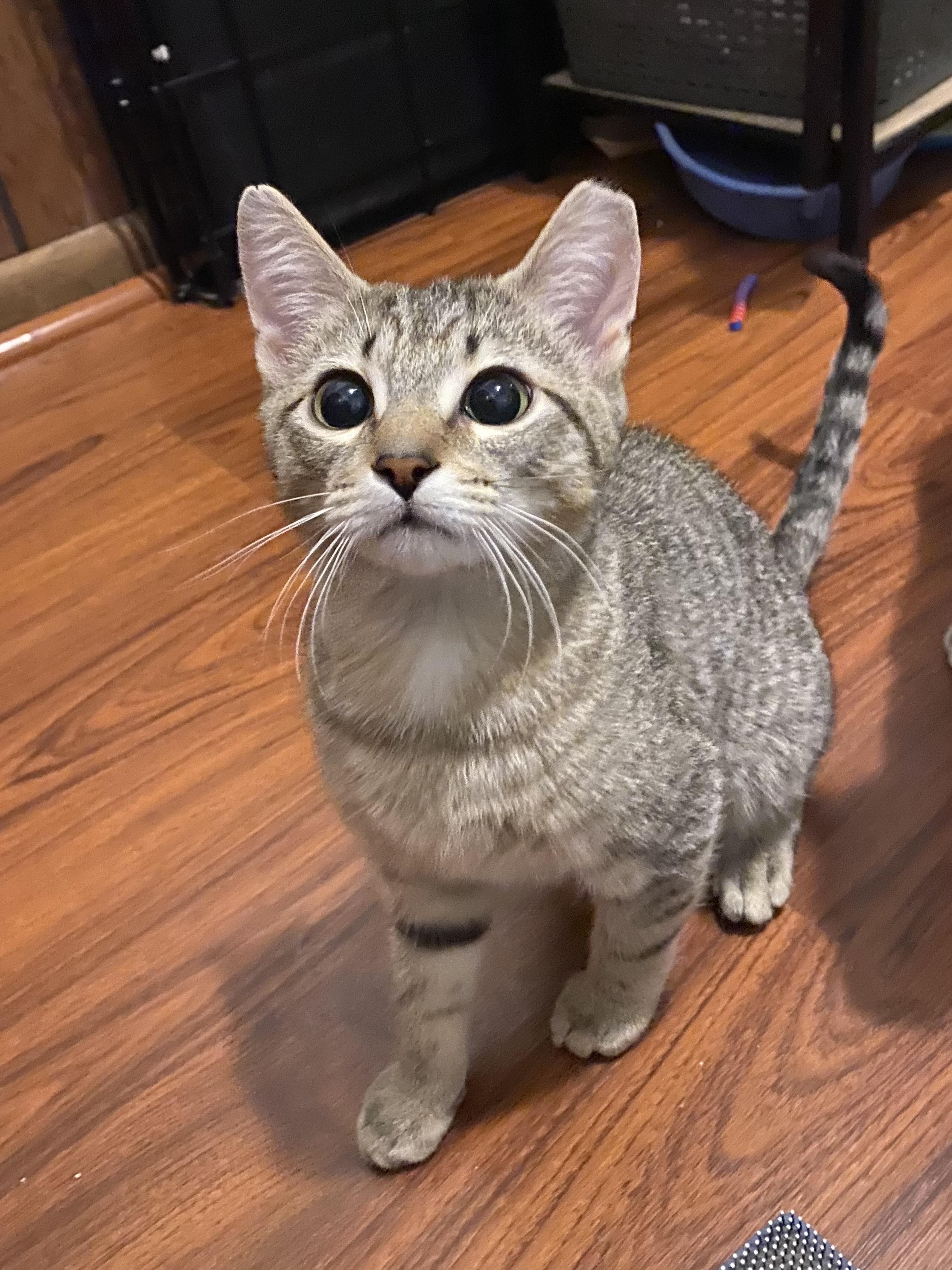Felix III, Adoptable, Kitten Male Domestic Short Hair.
