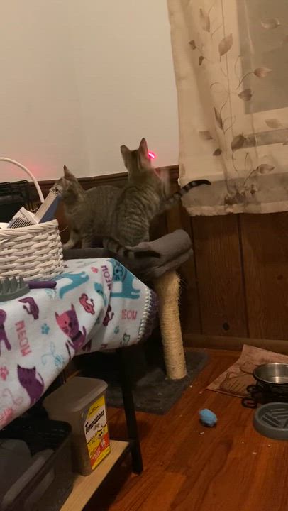 Enlarge Felix III, a Adoptable Domestic Short Hair in Pittsburgh, PA video 4/4