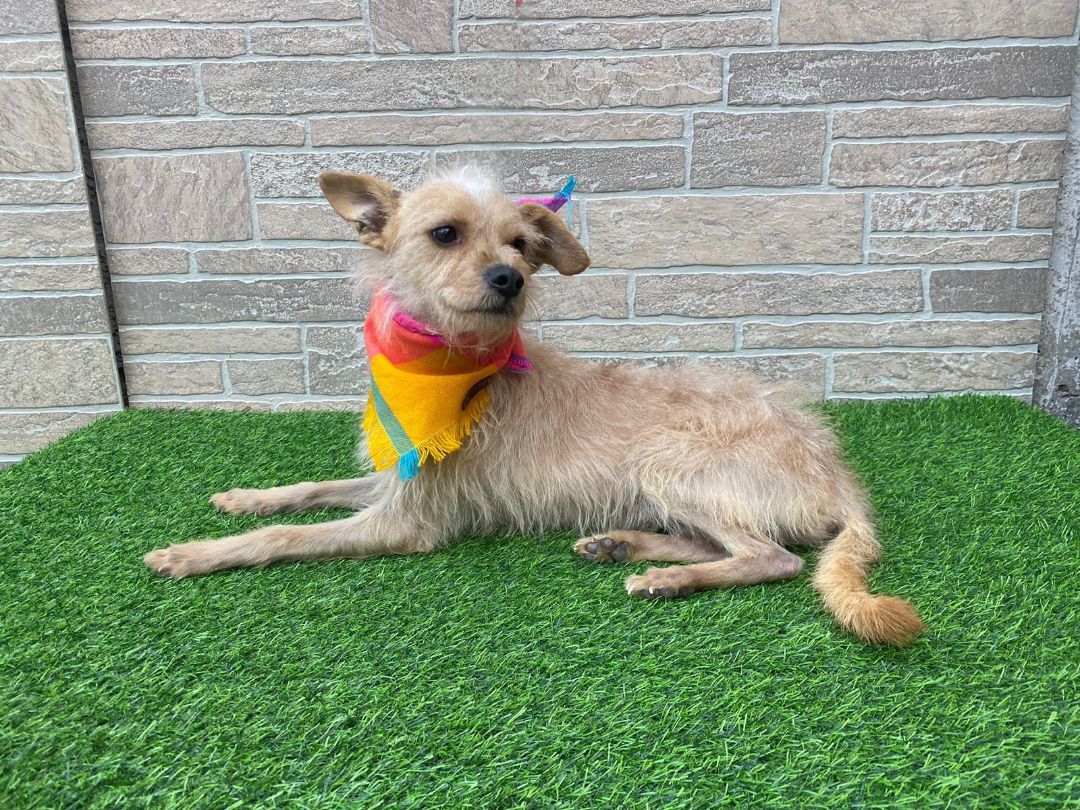 Virgilio , a Adopted mixed breed in Auburn, WA image 1/4