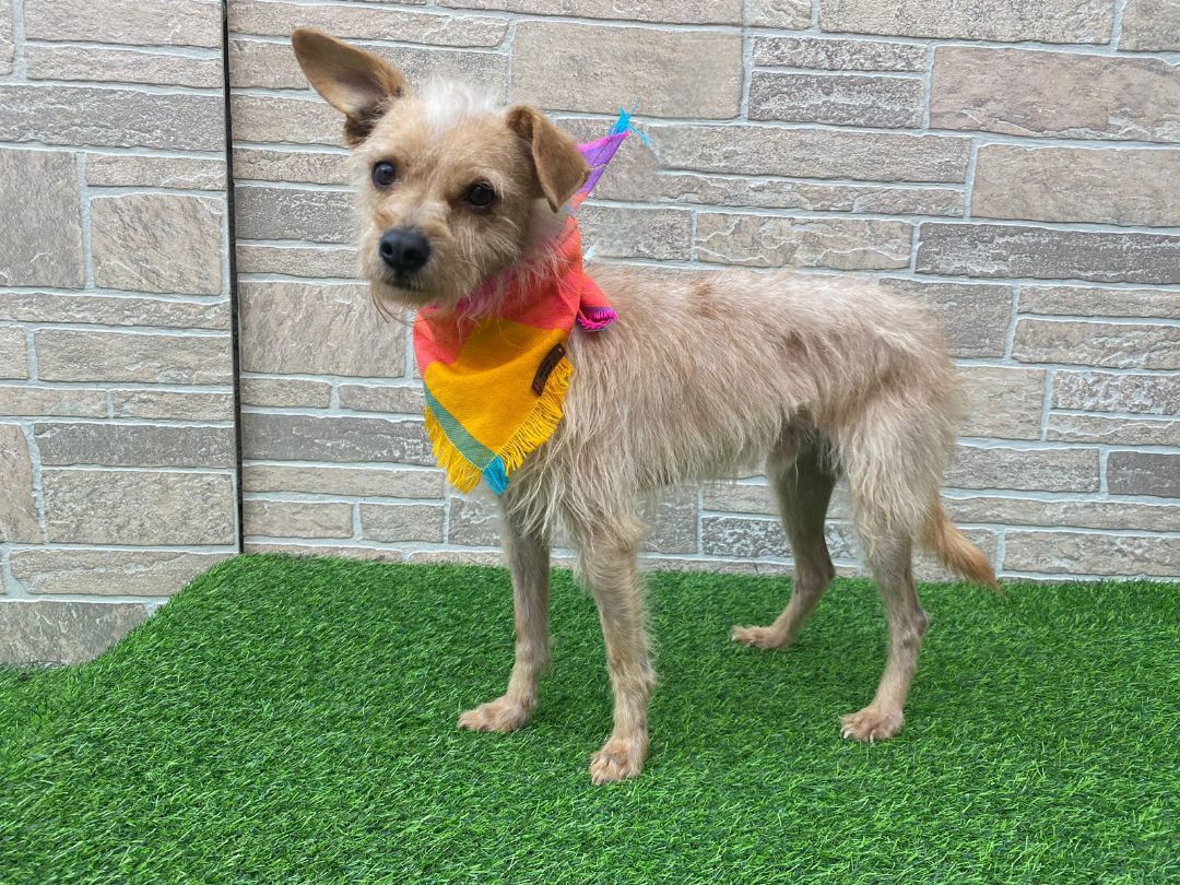 Virgilio , a Adopted mixed breed in Auburn, WA image 2/4