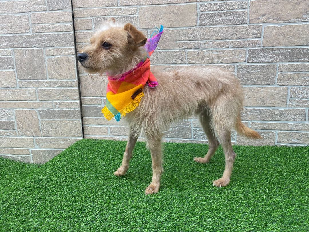 Virgilio , a Adopted mixed breed in Auburn, WA image 3/4