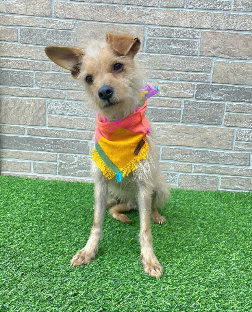 Virgilio , a Adopted mixed breed in Auburn, WA image 4/4