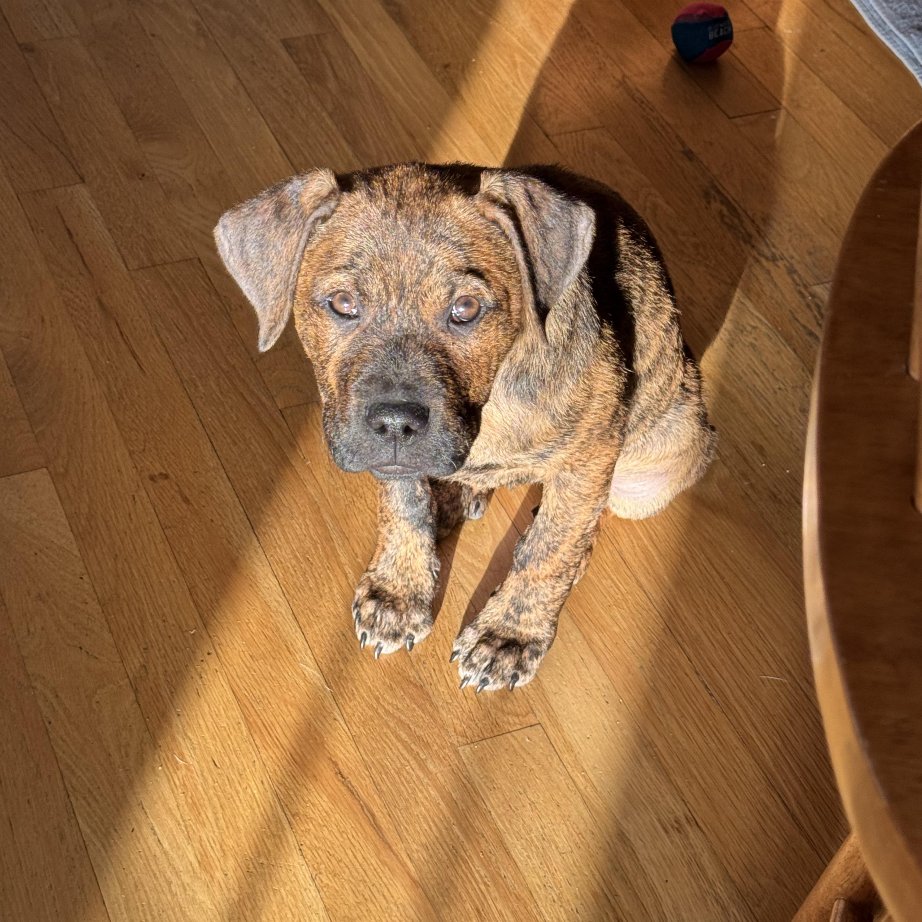 Ernie, a ADOPTABLE mixed breed in Lexington, KY image 3/6