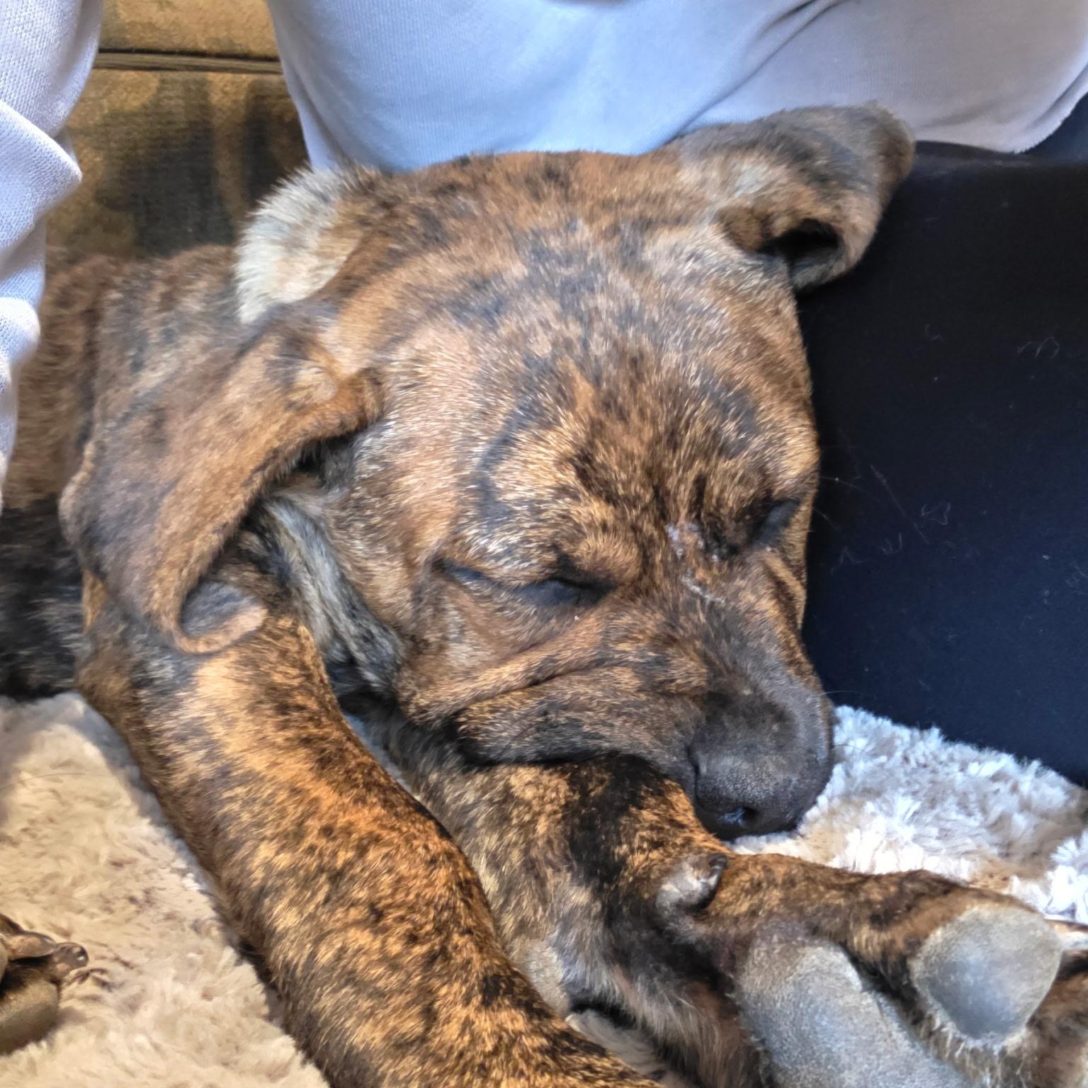 Ernie, a ADOPTABLE mixed breed in Lexington, KY image 6/6