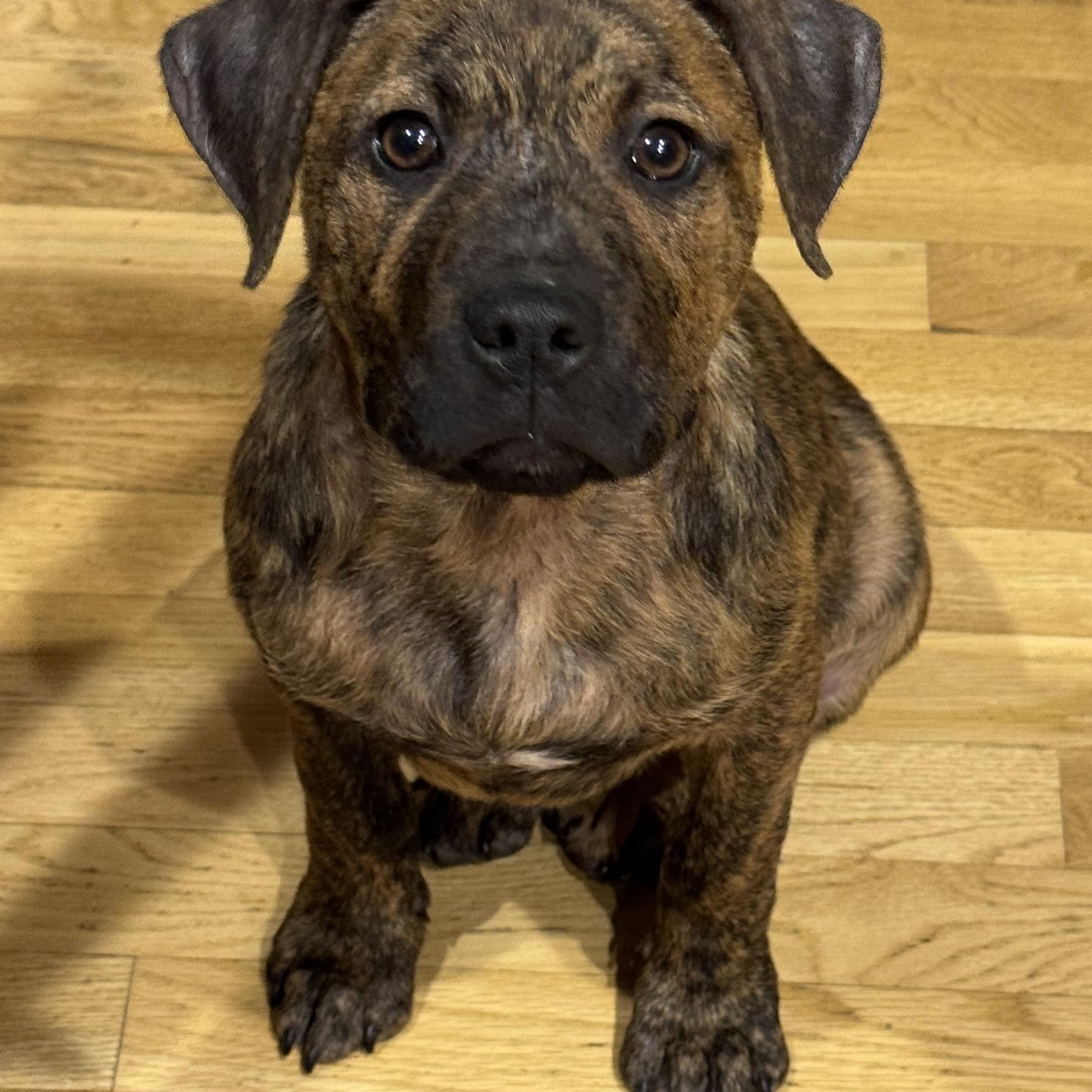 Ernie, ADOPTABLE, Young Male Plott Hound & Boxer.