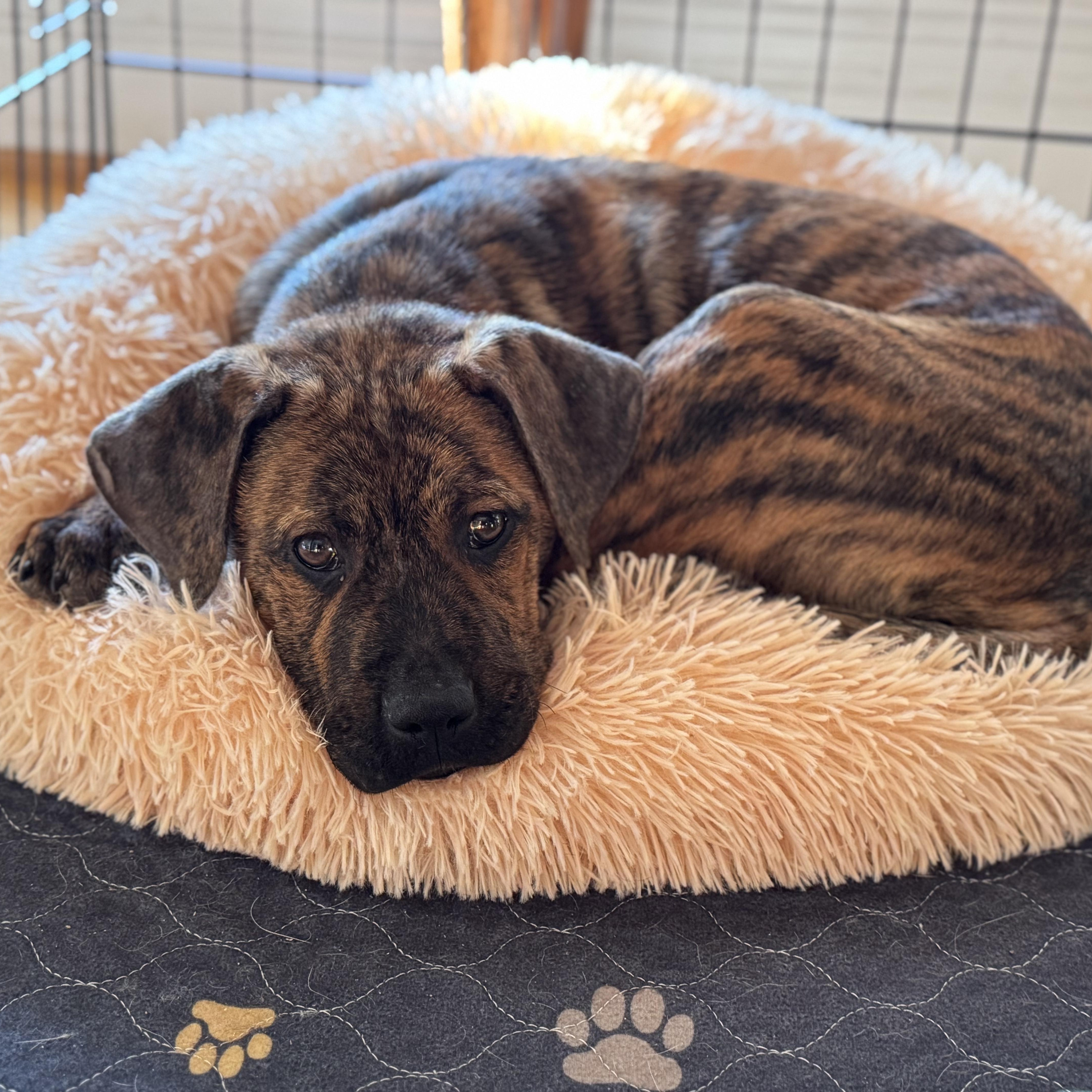 Ernie, a ADOPTABLE mixed breed in Lexington, KY image 5/6