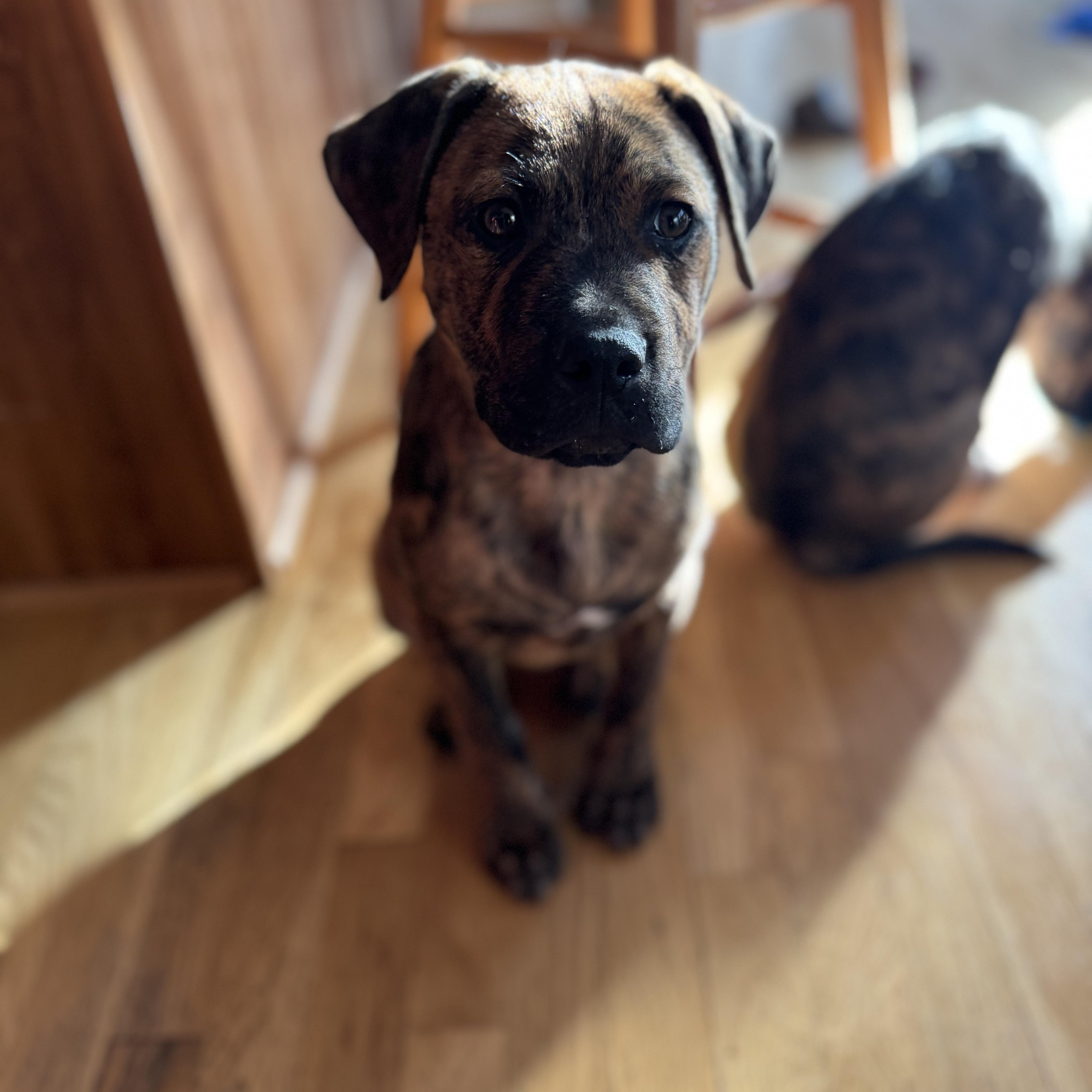 Ernie, a ADOPTABLE mixed breed in Lexington, KY image 2/6