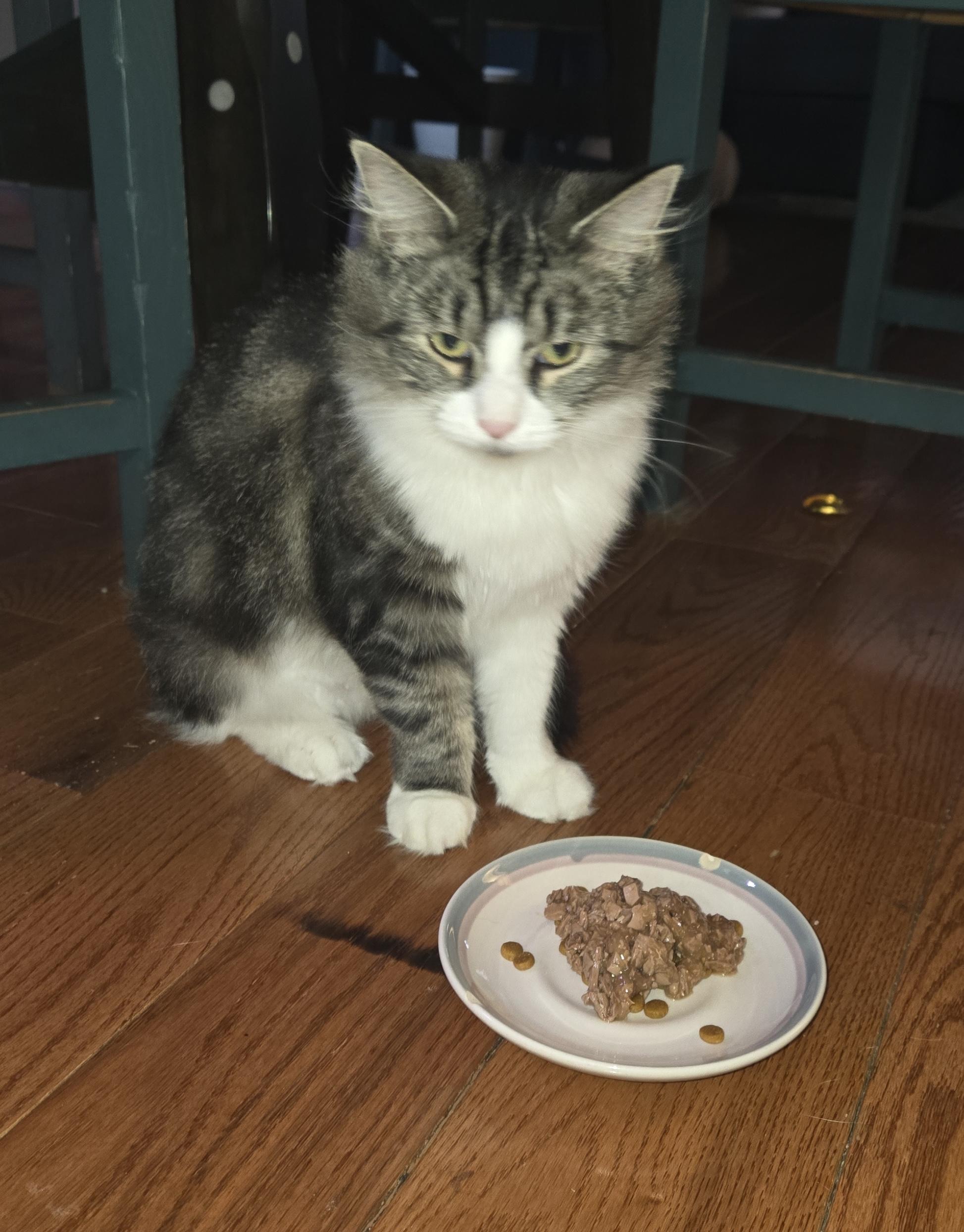 Enlarge Layla Larchwood, a Adoptable Domestic Short Hair in Philadelphia, PA image 6/6