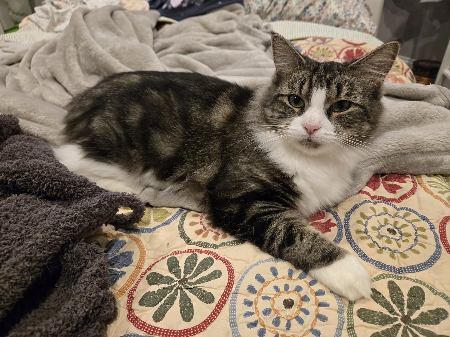 Enlarge Layla Larchwood, a Adoptable Domestic Short Hair in Philadelphia, PA image 4/6