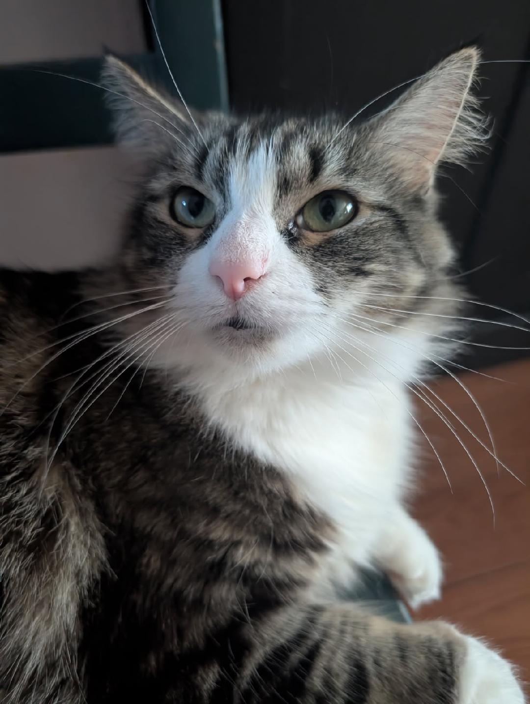 Enlarge Layla Larchwood, a Adoptable Domestic Short Hair in Philadelphia, PA image 1/6