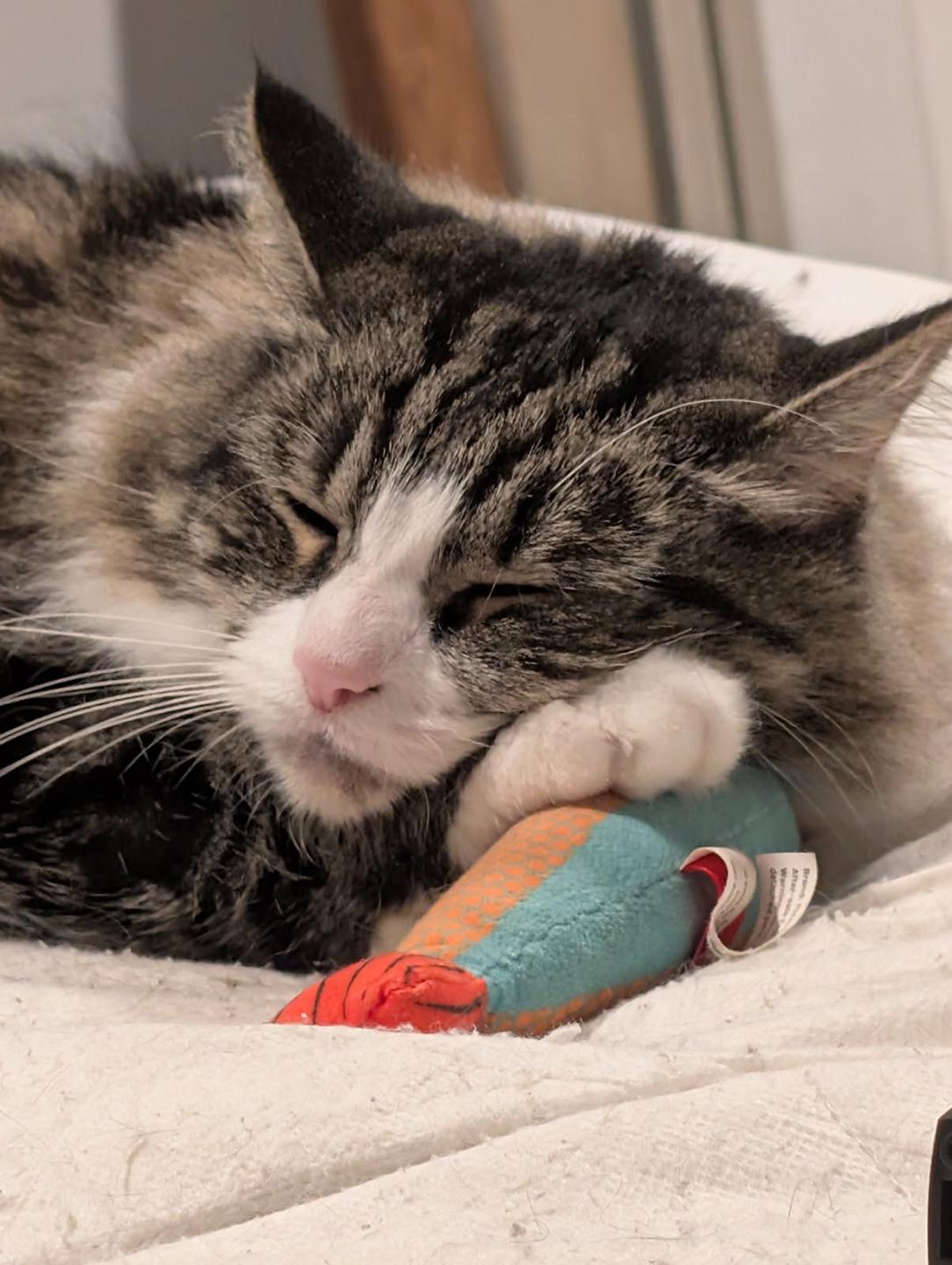 Layla Larchwood, a Adoptable Domestic Short Hair in Philadelphia, PA image 6/6