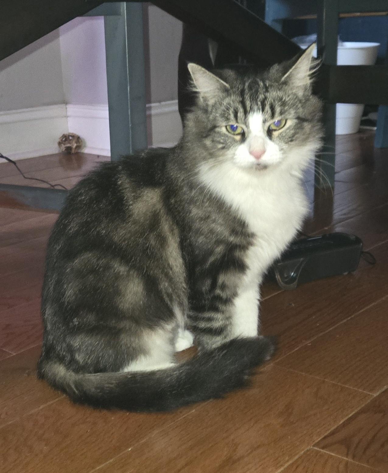 Enlarge Layla Larchwood, a Adoptable Domestic Short Hair in Philadelphia, PA image 3/6