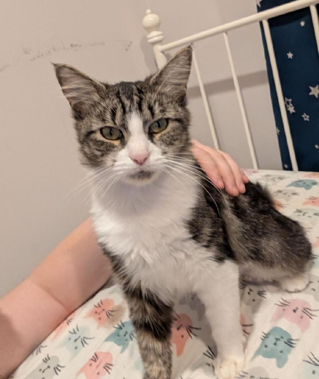 Enlarge Layla Larchwood, a Adoptable Domestic Short Hair in Philadelphia, PA image 5/6