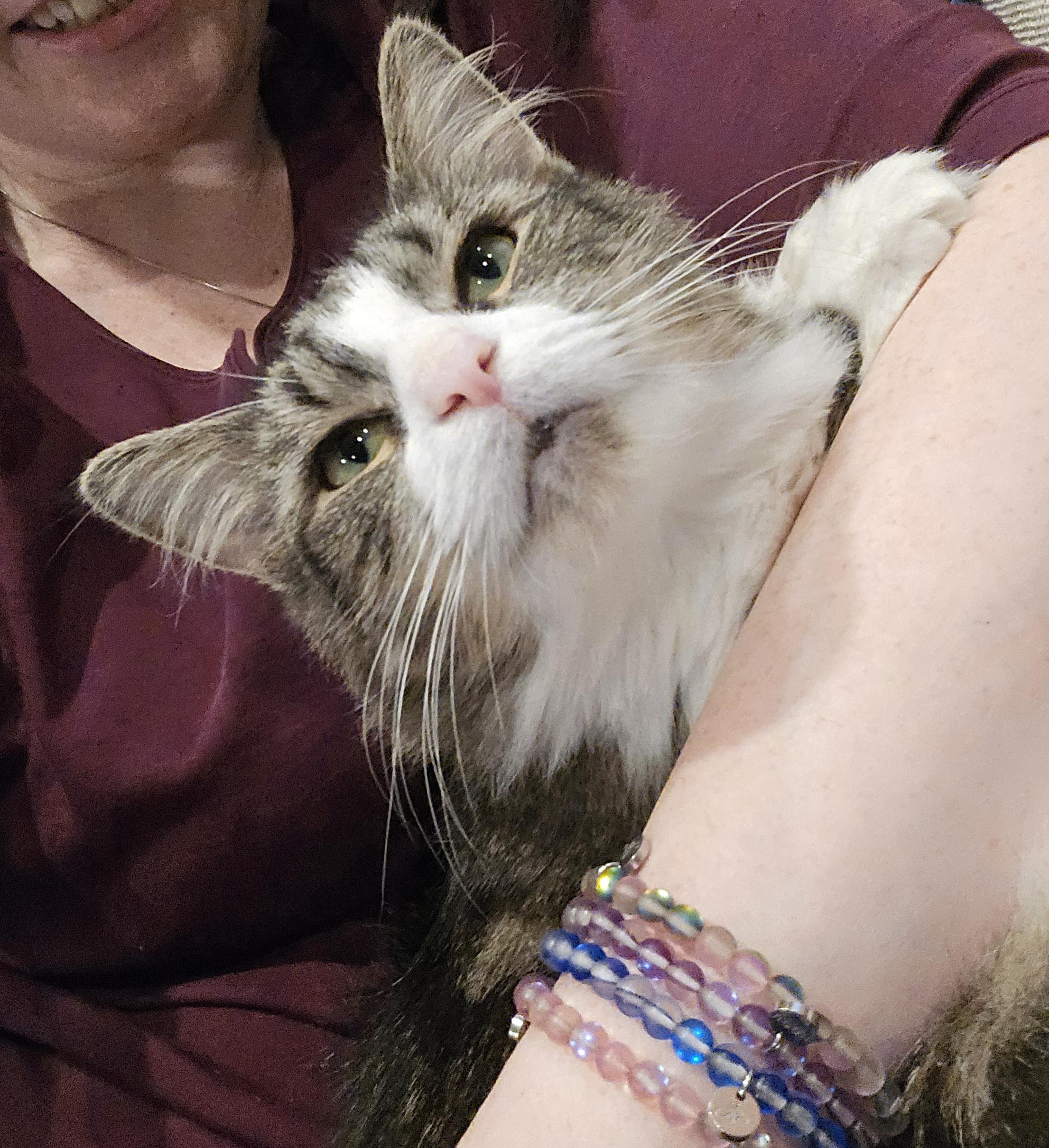 Enlarge Layla Larchwood, a Adoptable Domestic Short Hair in Philadelphia, PA image 2/6