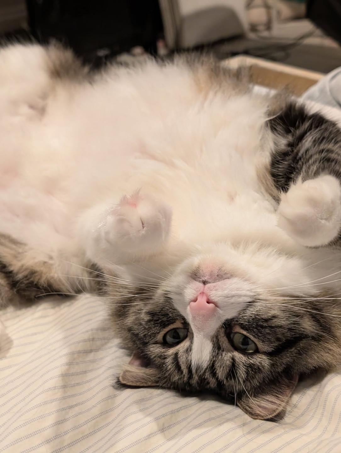 Layla Larchwood, Adoptable, Young Female Domestic Short Hair.