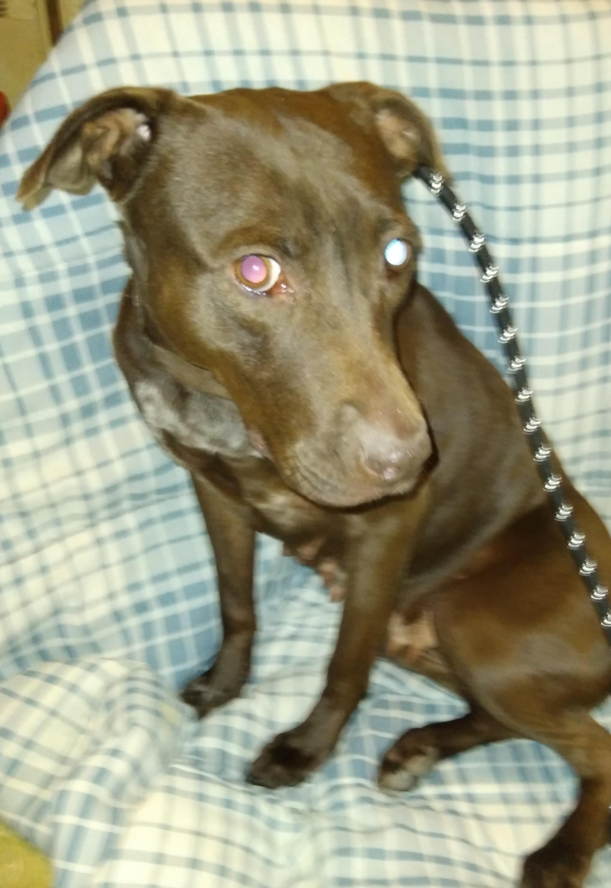 Lady Chocolate, Adoptable, Young Female Terrier.