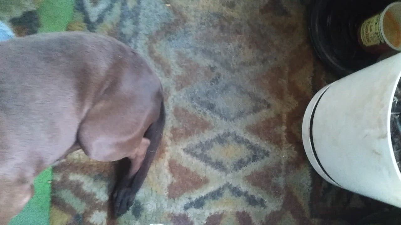 Enlarge Lady Chocolate, a Adoptable mixed breed in New York, NY video 2/2