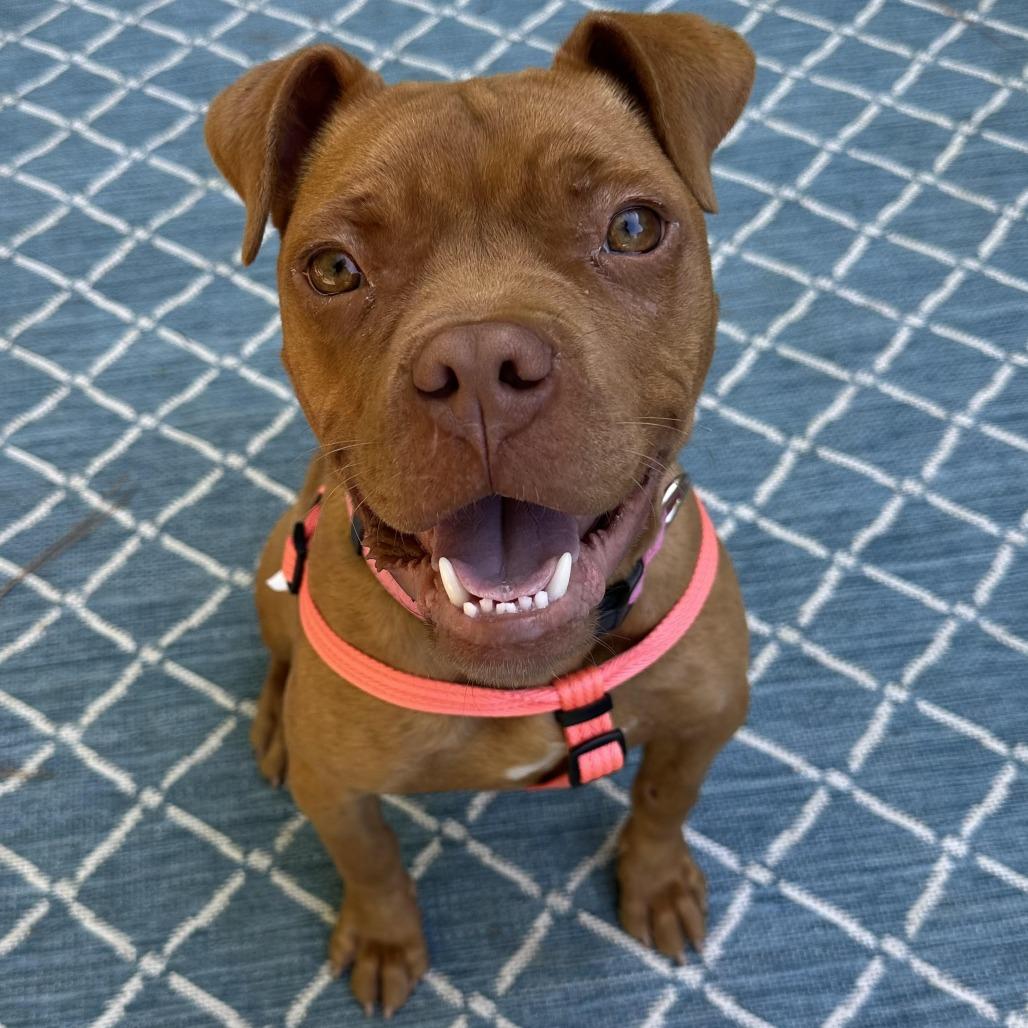 Rocky 9932, Adoptable, Adult Male Mixed Breed.