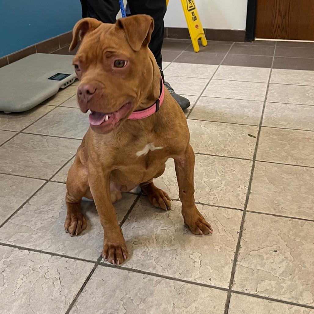 Enlarge Rocky 9932, a Adoptable Mixed Breed in Columbus, GA image 2/2