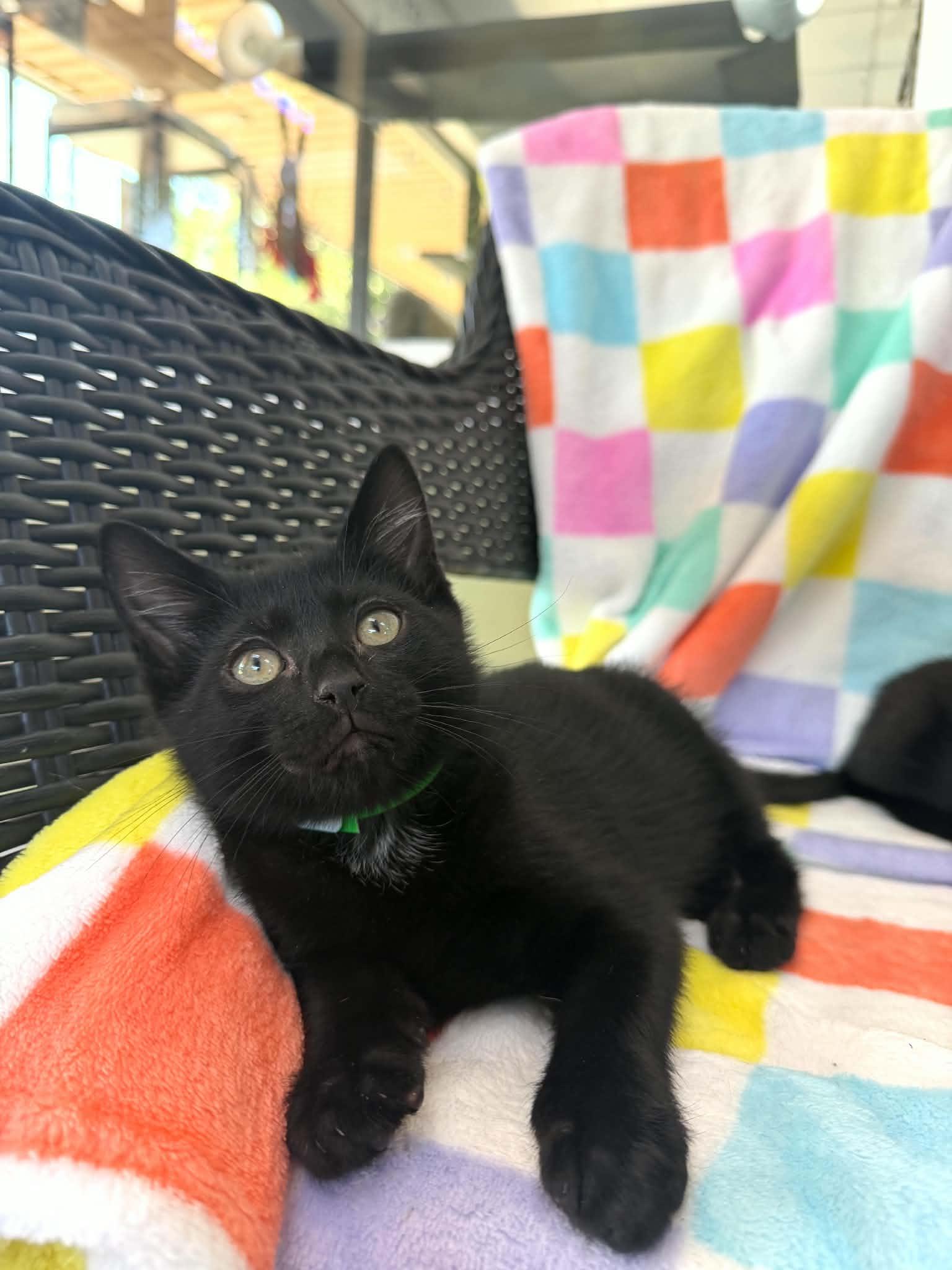 Amari, ADOPTABLE, Kitten Male Domestic Short Hair.