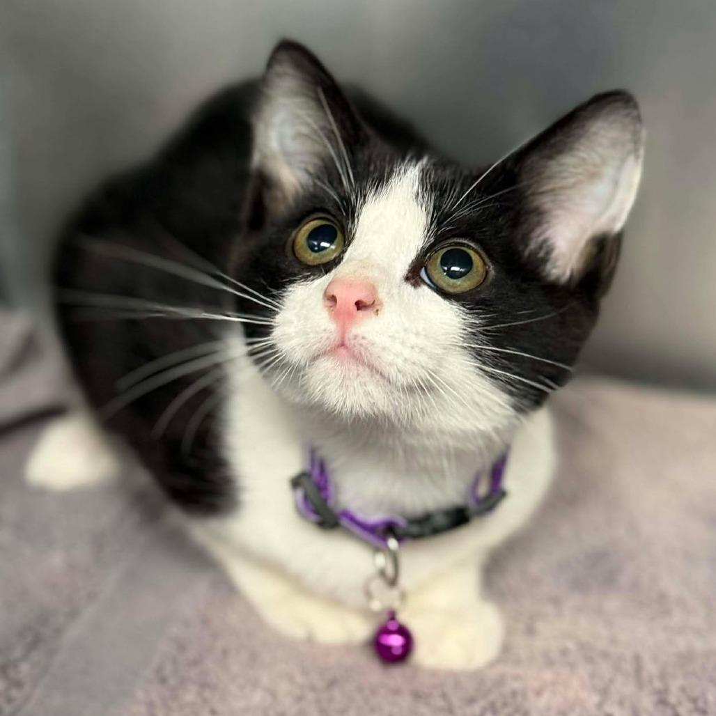 Enlarge Coconut Milk, a Adoptable Domestic Short Hair in Martinsville, VA image 1/1