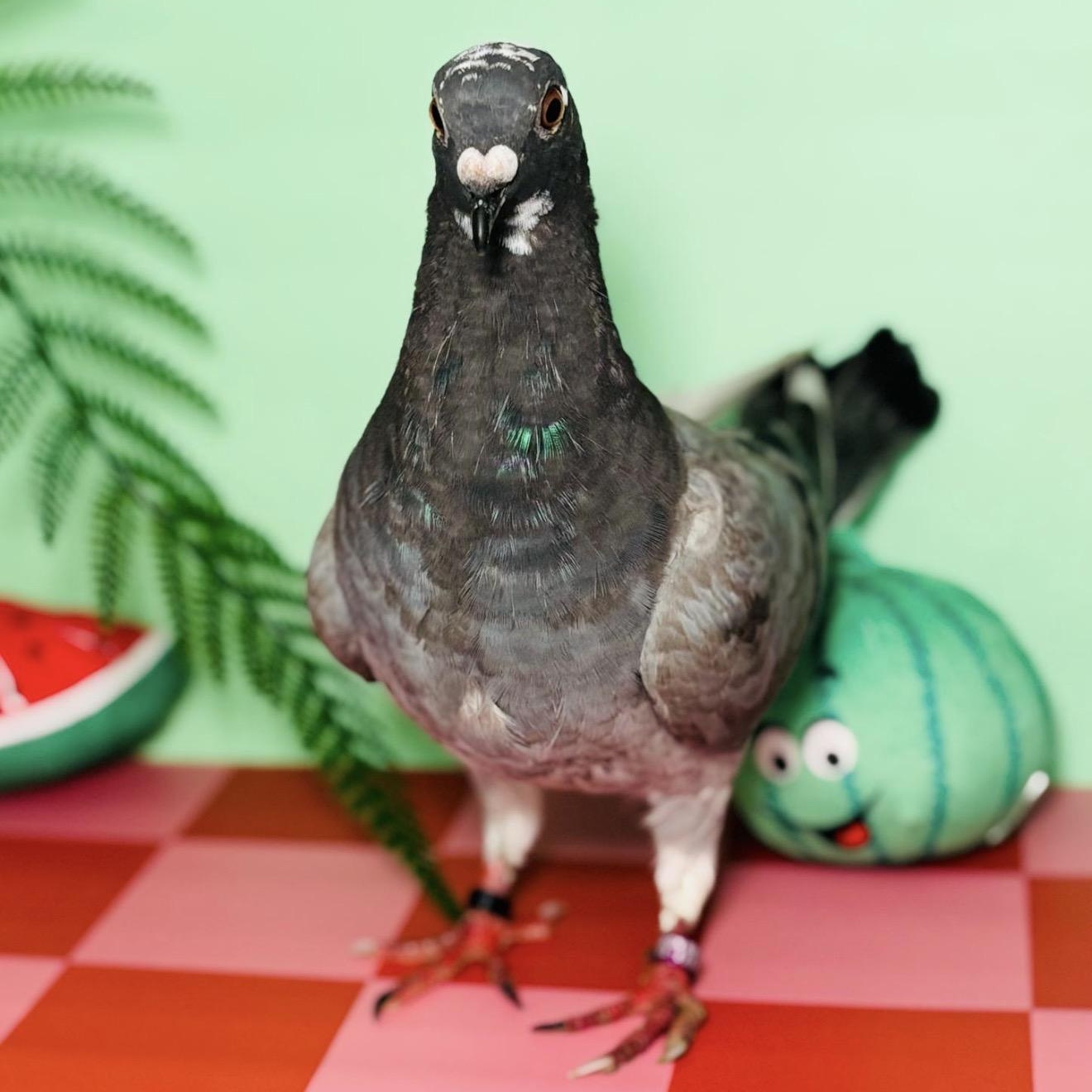 Enlarge Sam E, a ADOPTABLE Pigeon in Chicago, IL image 3/3